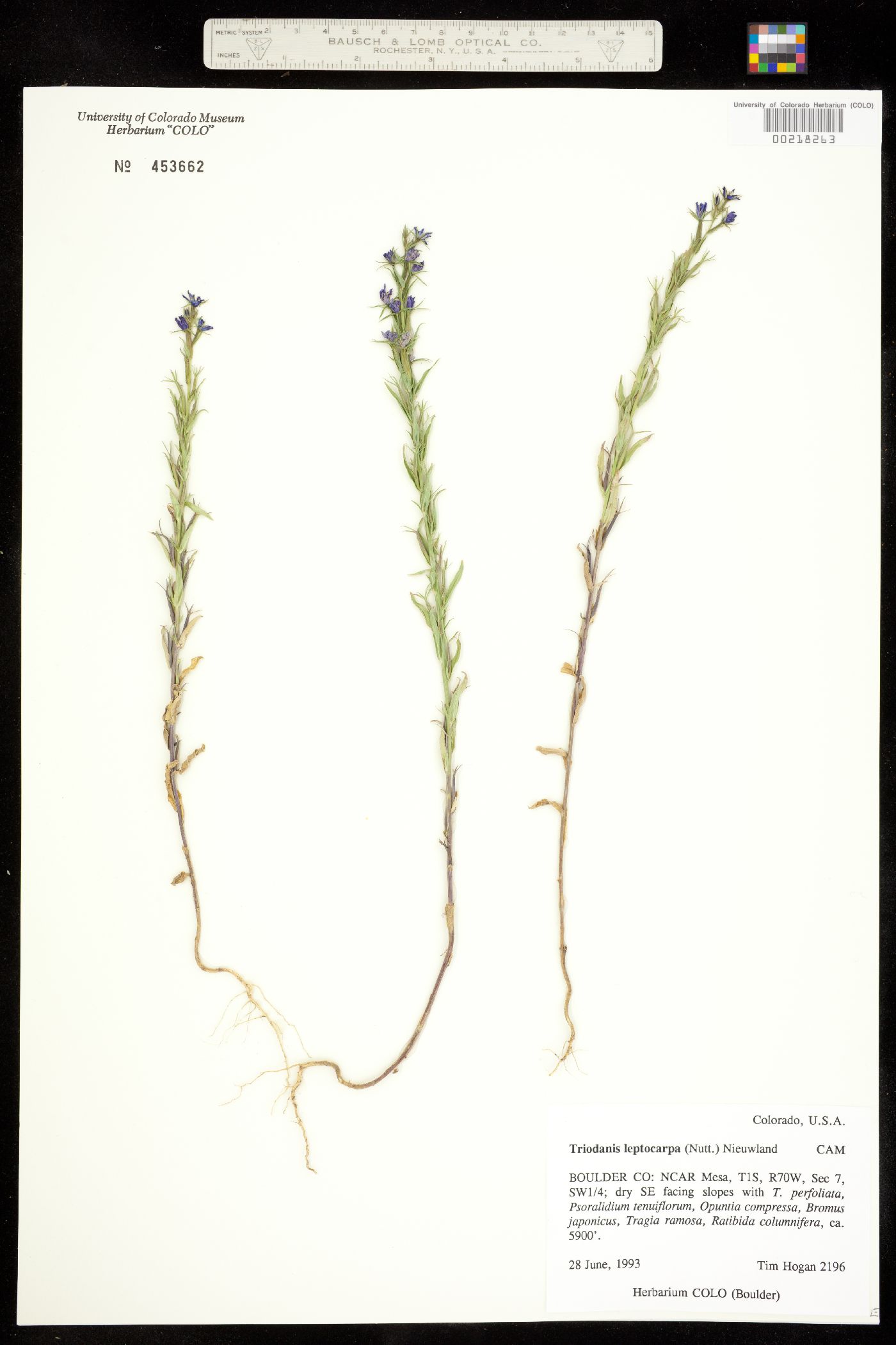 Triodanis leptocarpa image