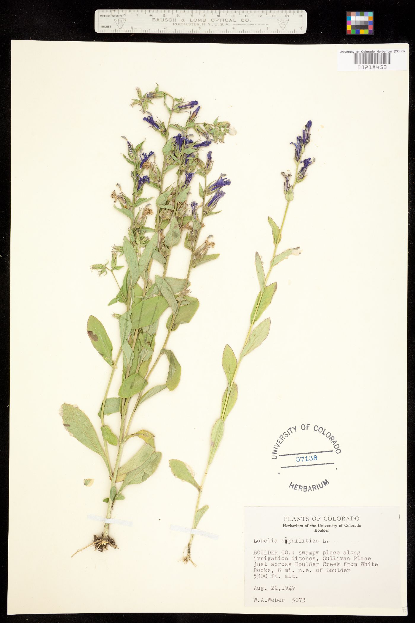 Lobelia siphilitica image