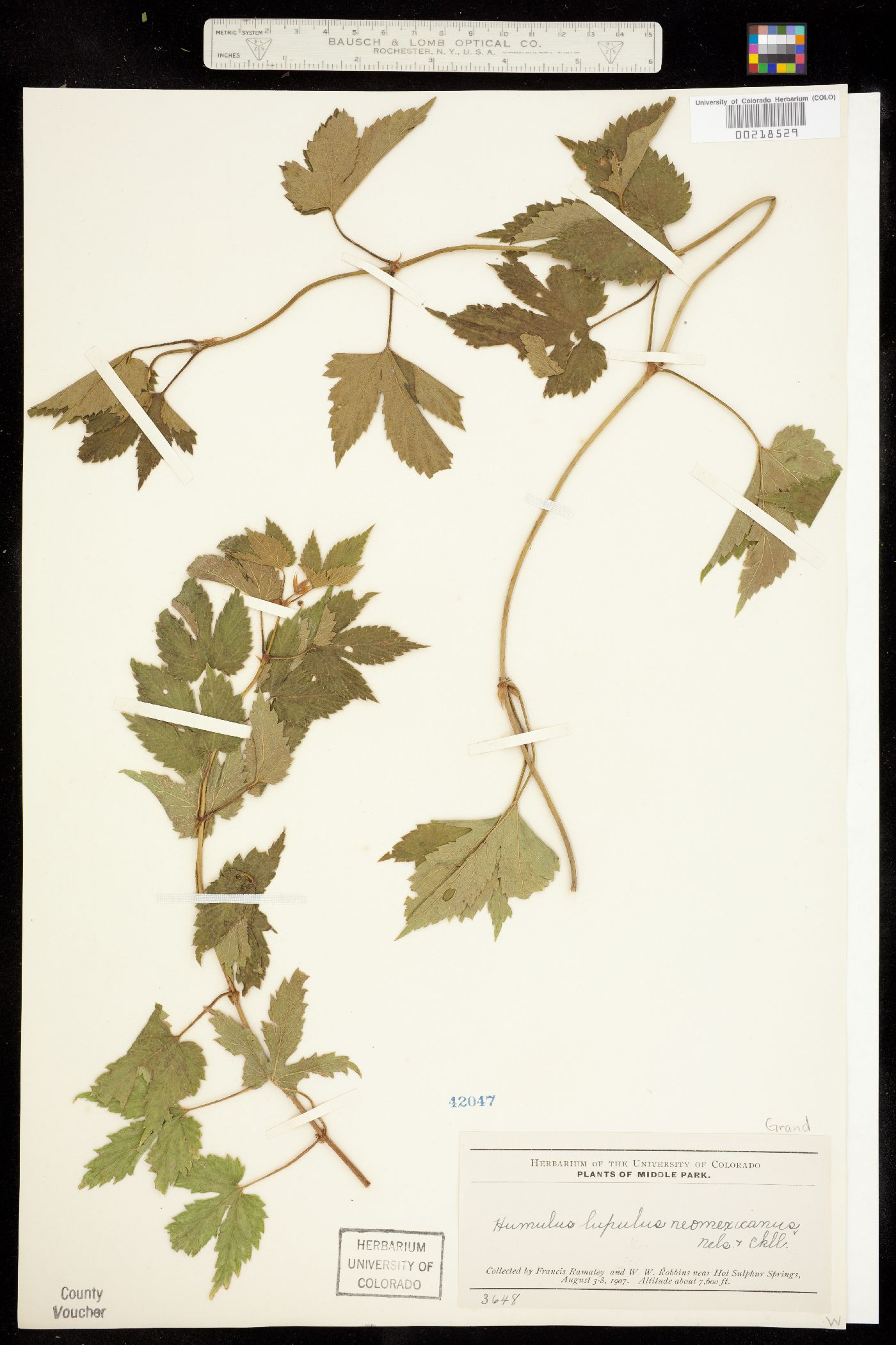 Humulus lupulus var. lupuloides image