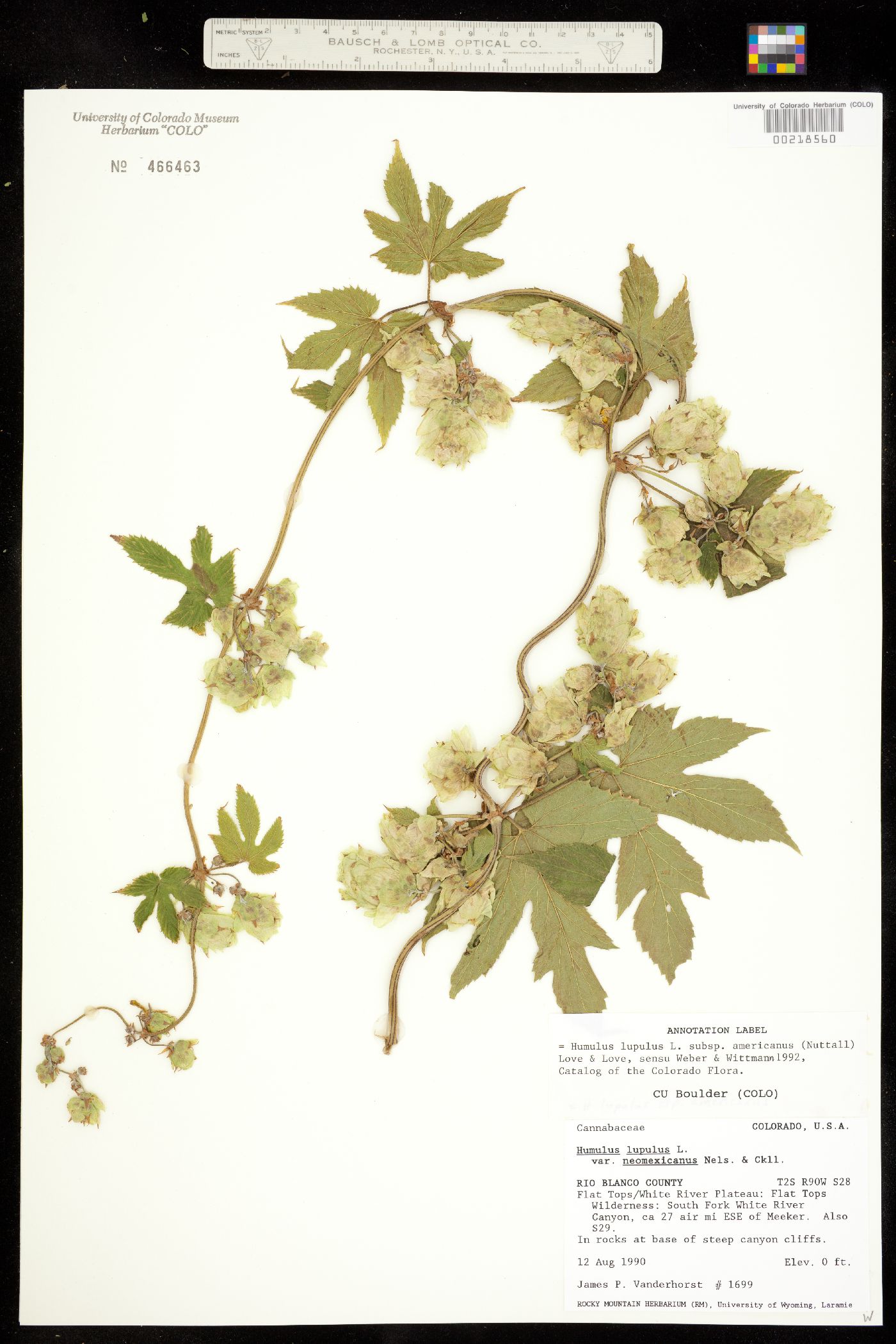 Humulus lupulus image