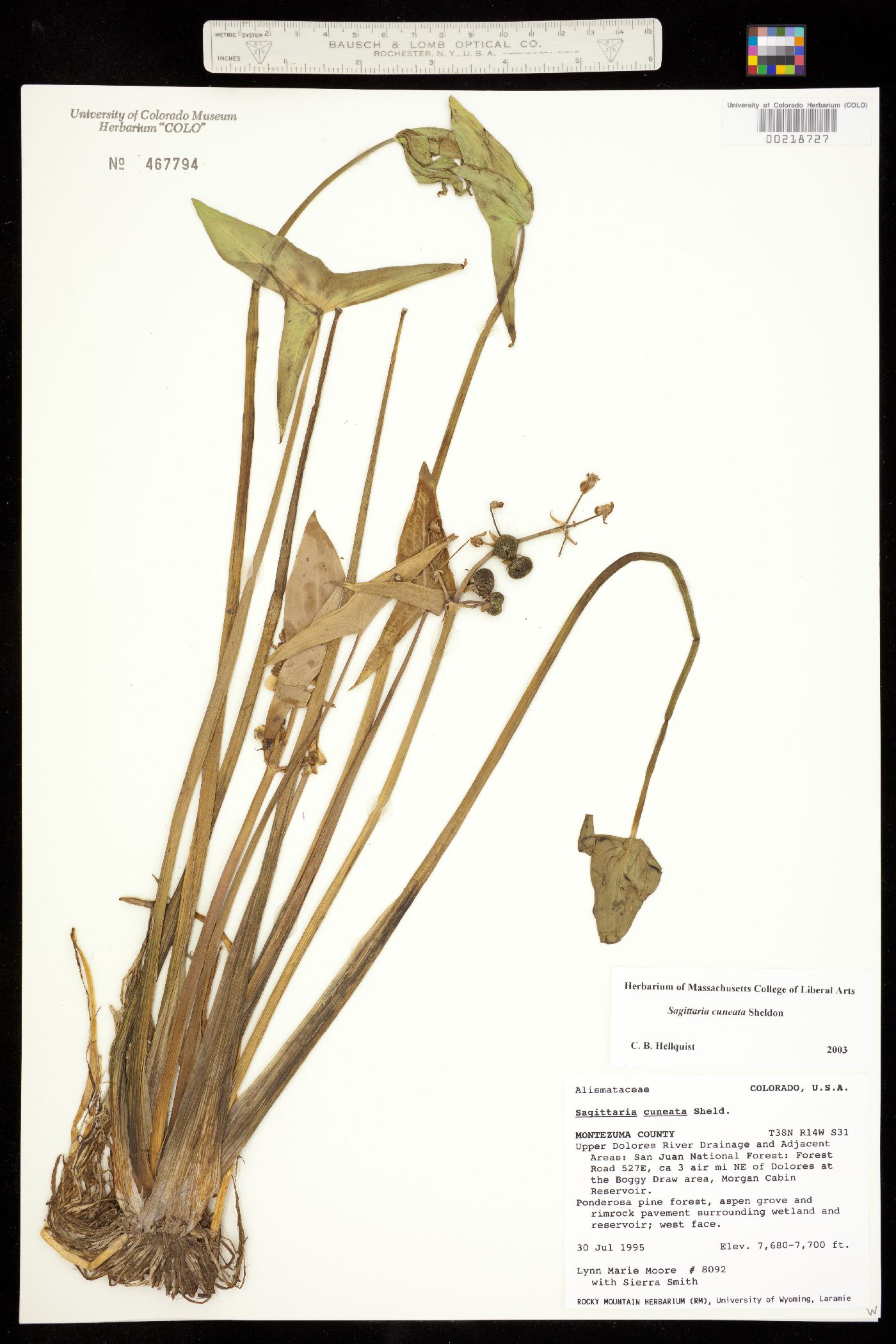 Sagittaria cuneata image