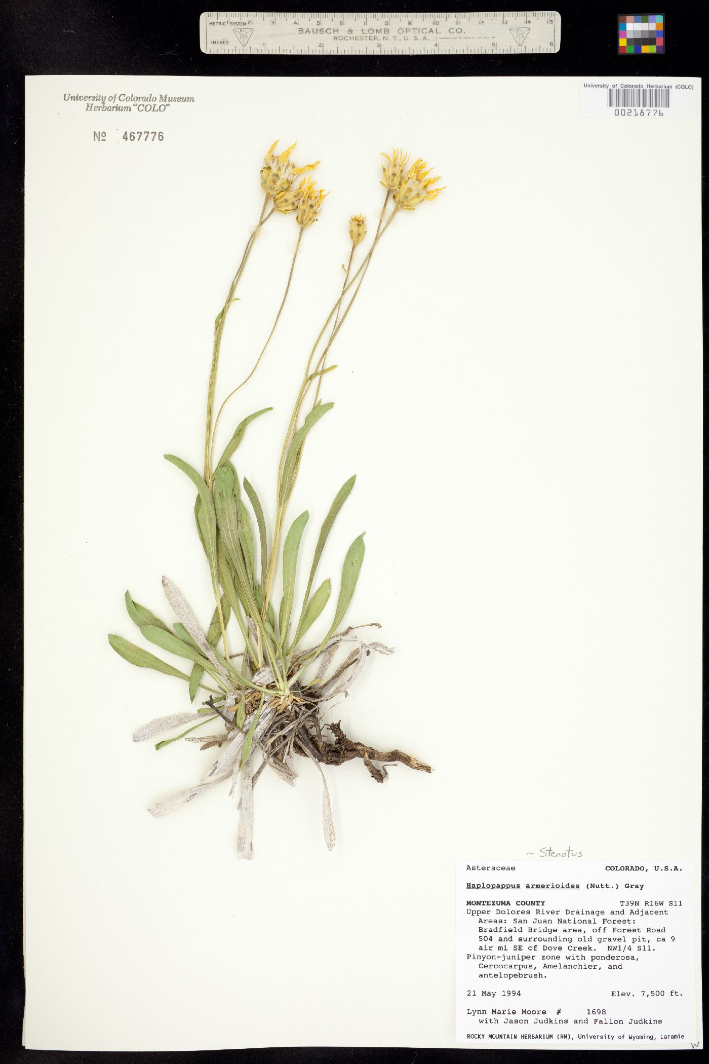 Stenotus armerioides image