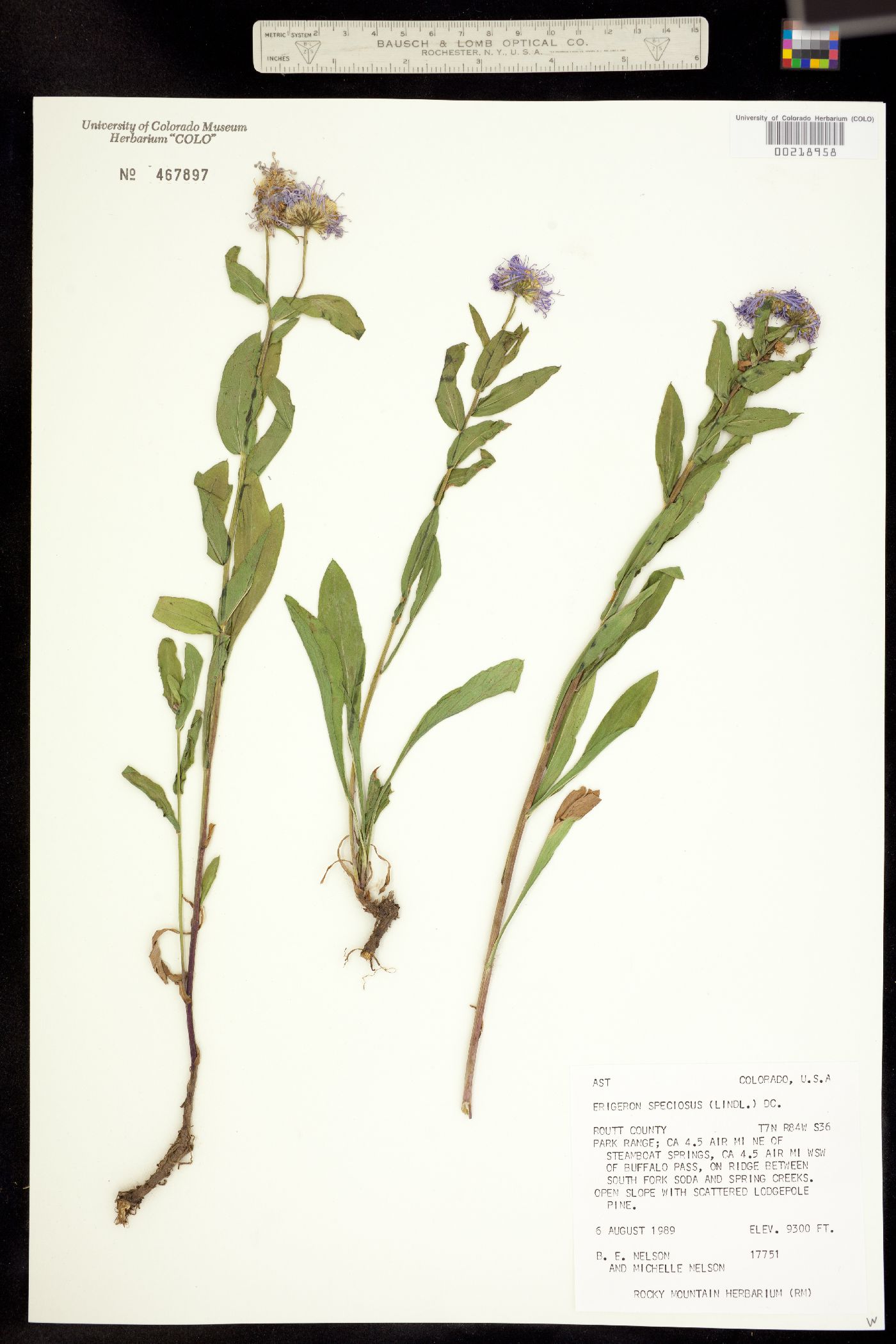 Erigeron speciosus image