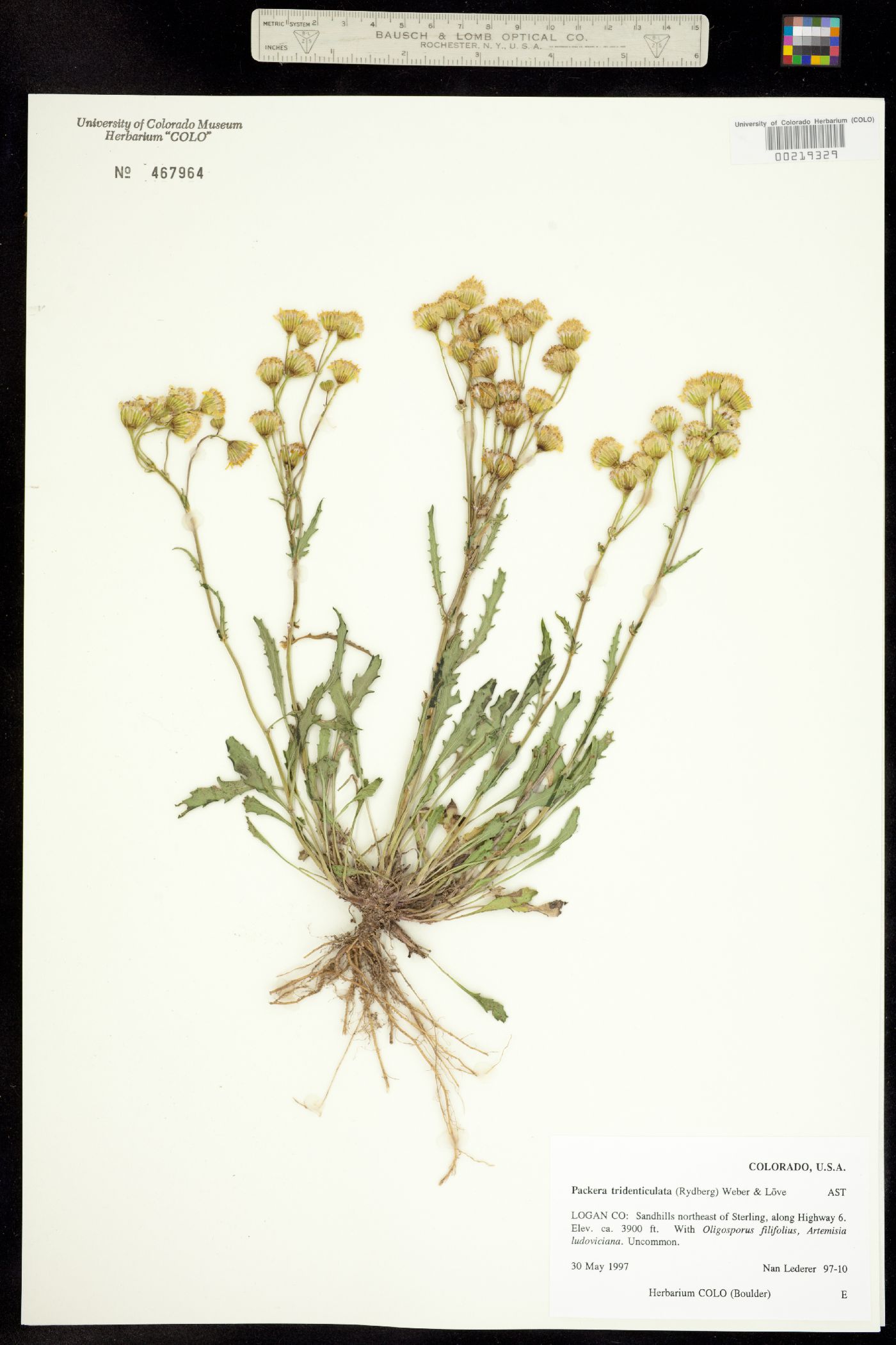 Packera tridenticulata image