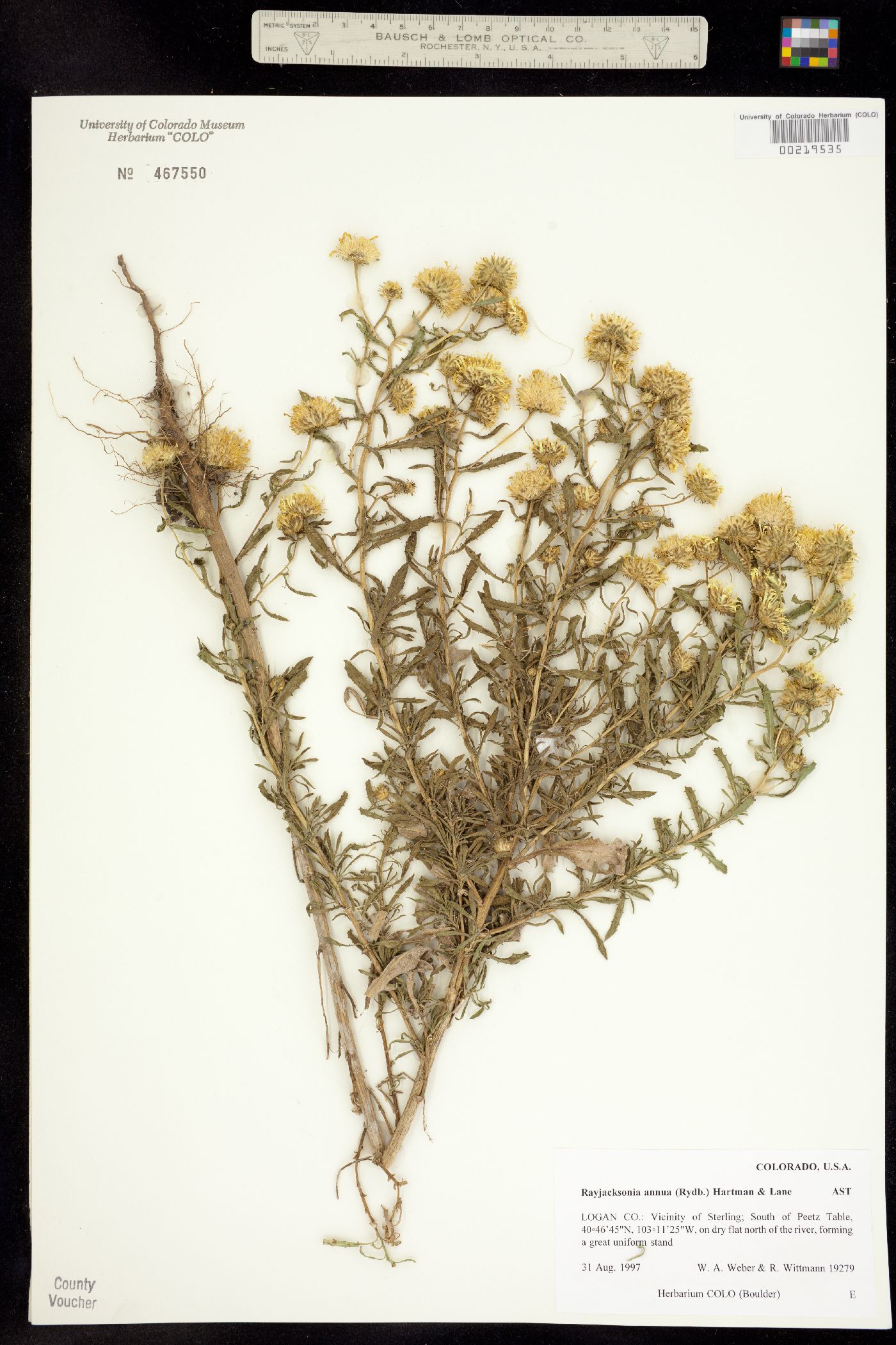 Rayjacksonia annua image