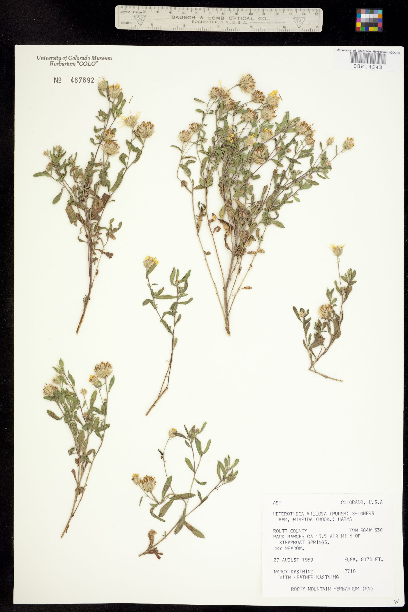 Heterotheca villosa var. minor image