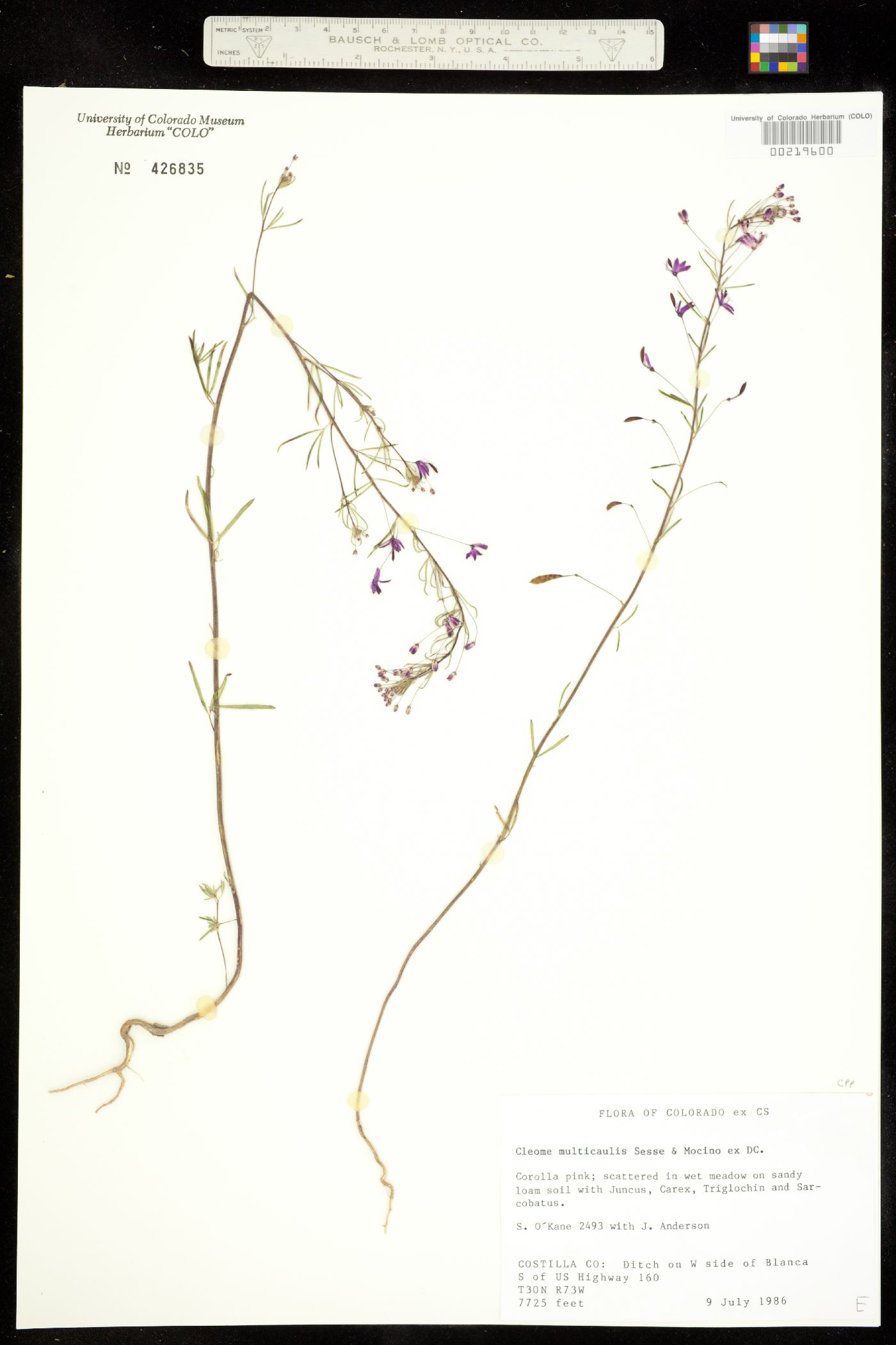 Peritoma multicaulis image