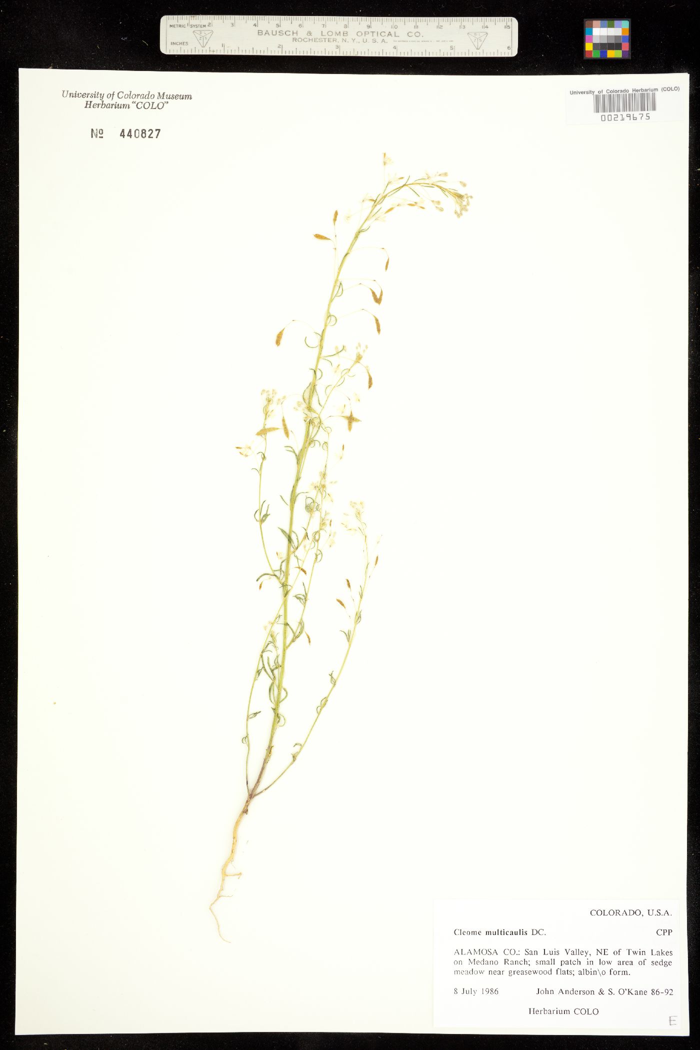 Peritoma multicaulis image