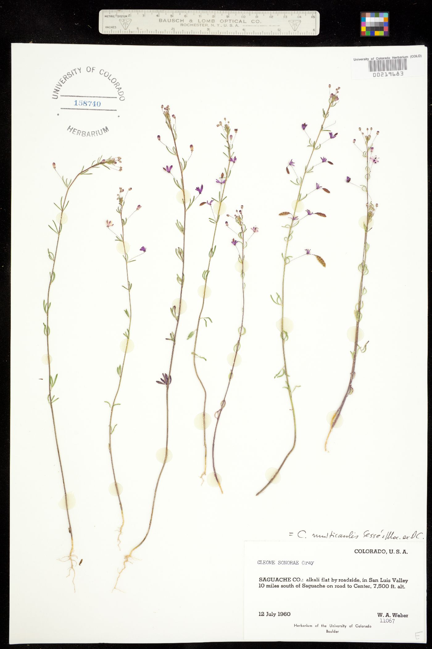 Peritoma multicaulis image