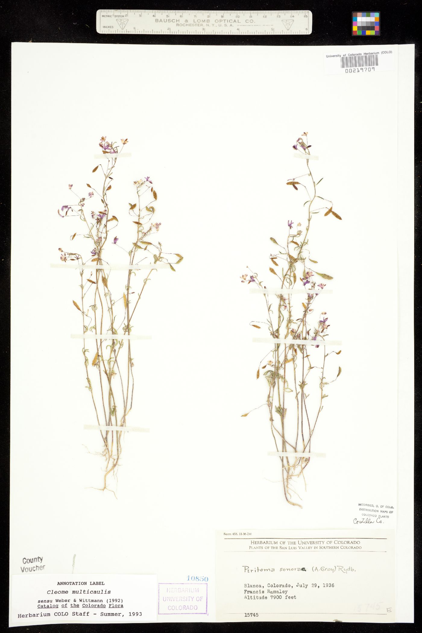 Peritoma multicaulis image