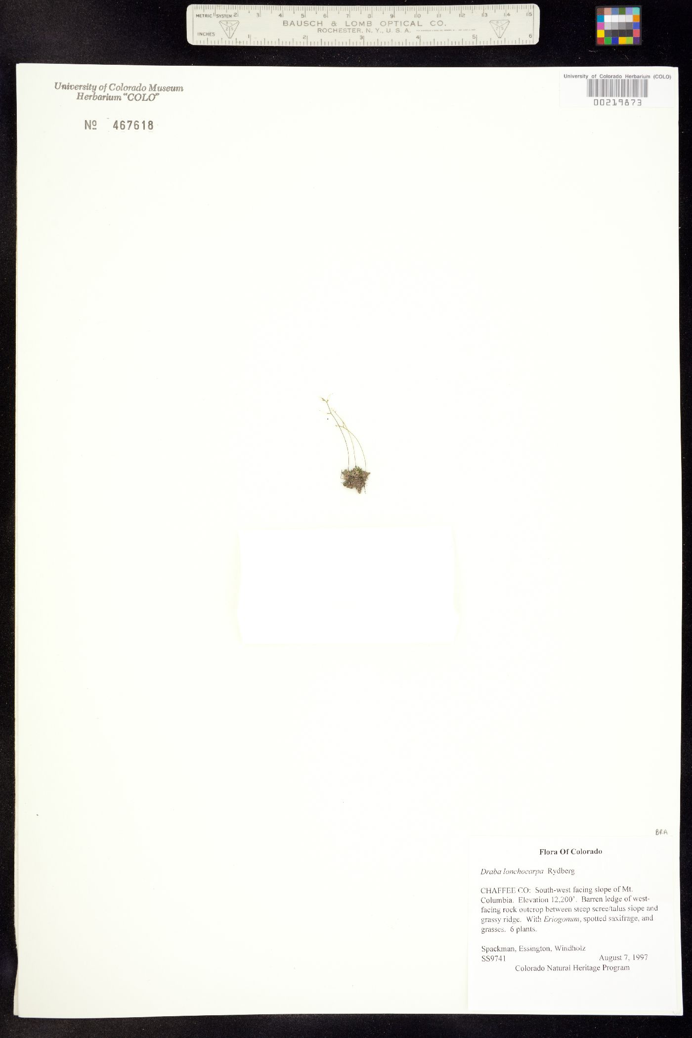 Draba lonchocarpa image