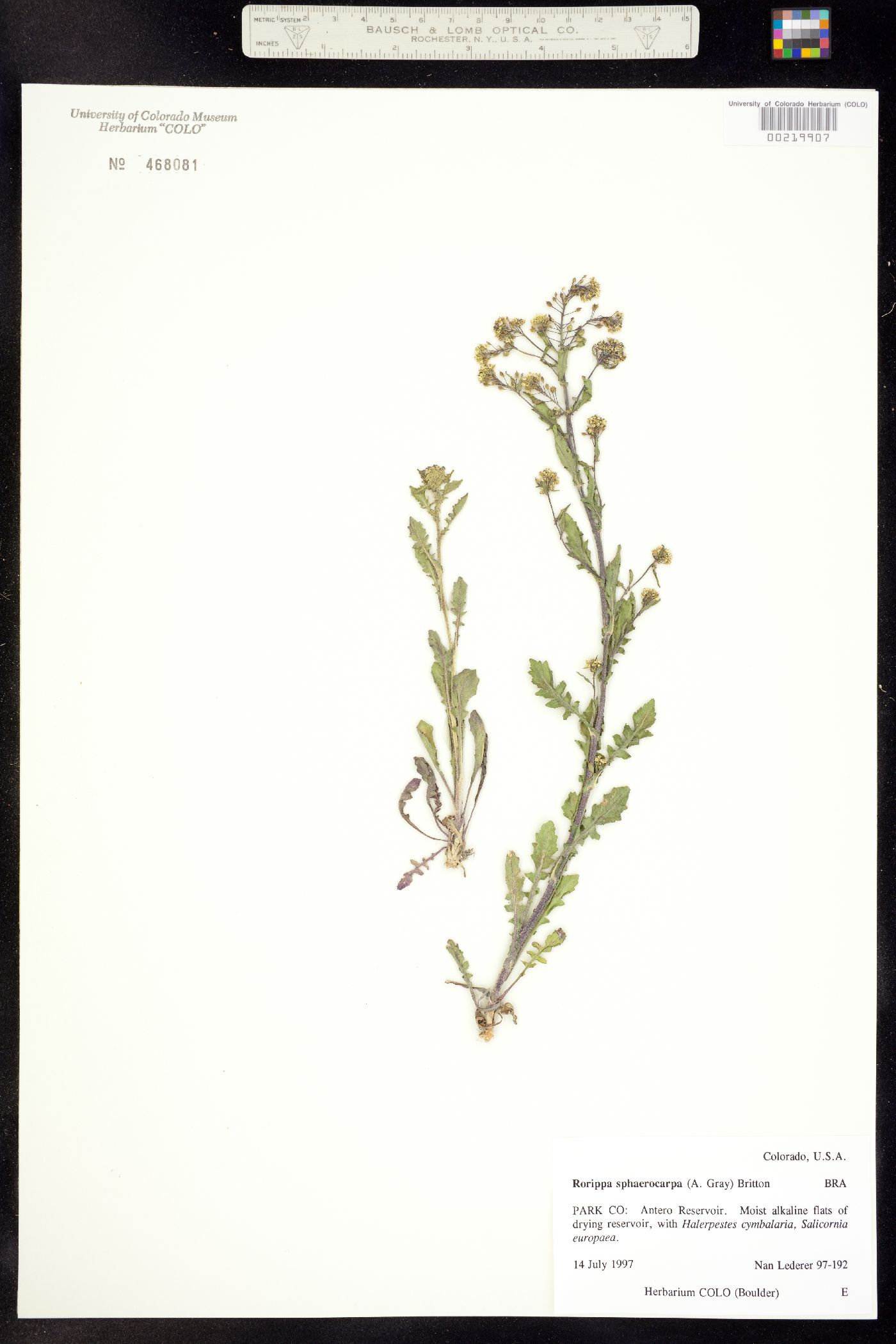 Rorippa sphaerocarpa image