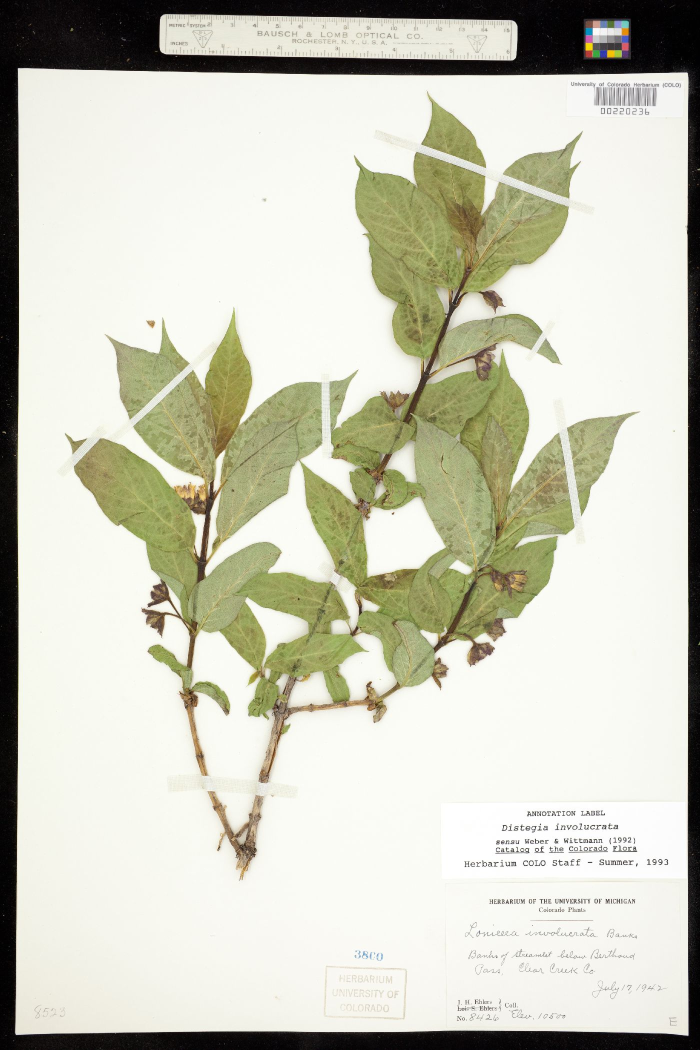 Lonicera involucrata var. involucrata image