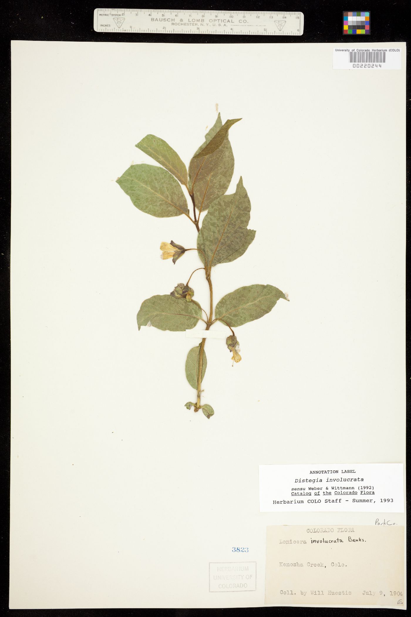 Lonicera image