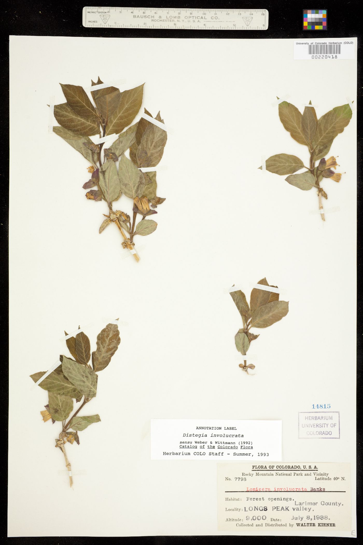 Lonicera involucrata var. involucrata image