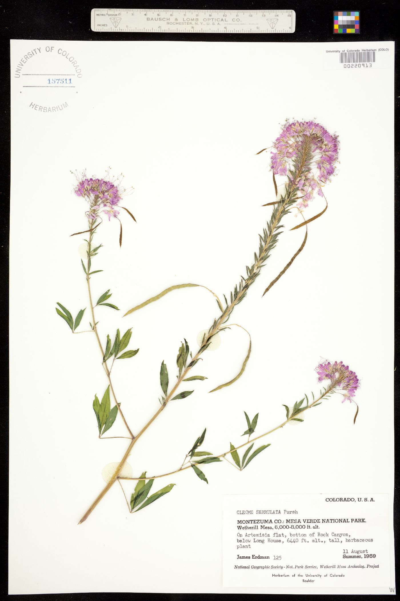 Cleomaceae image