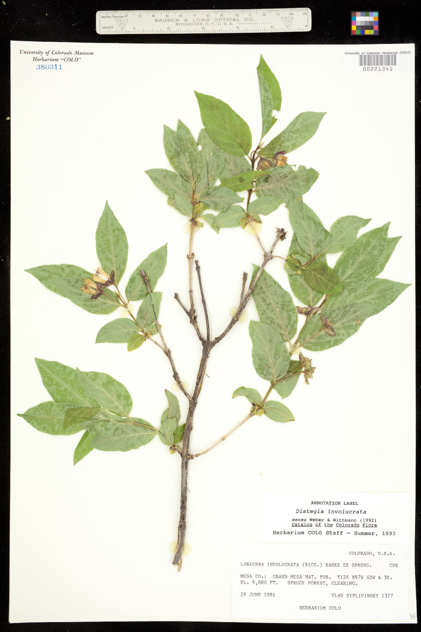 Lonicera involucrata var. involucrata image