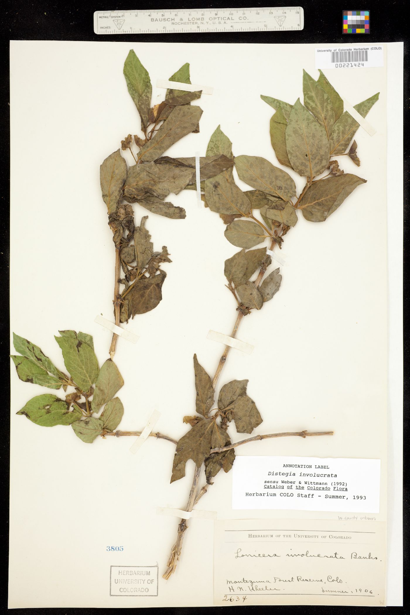Lonicera involucrata var. involucrata image