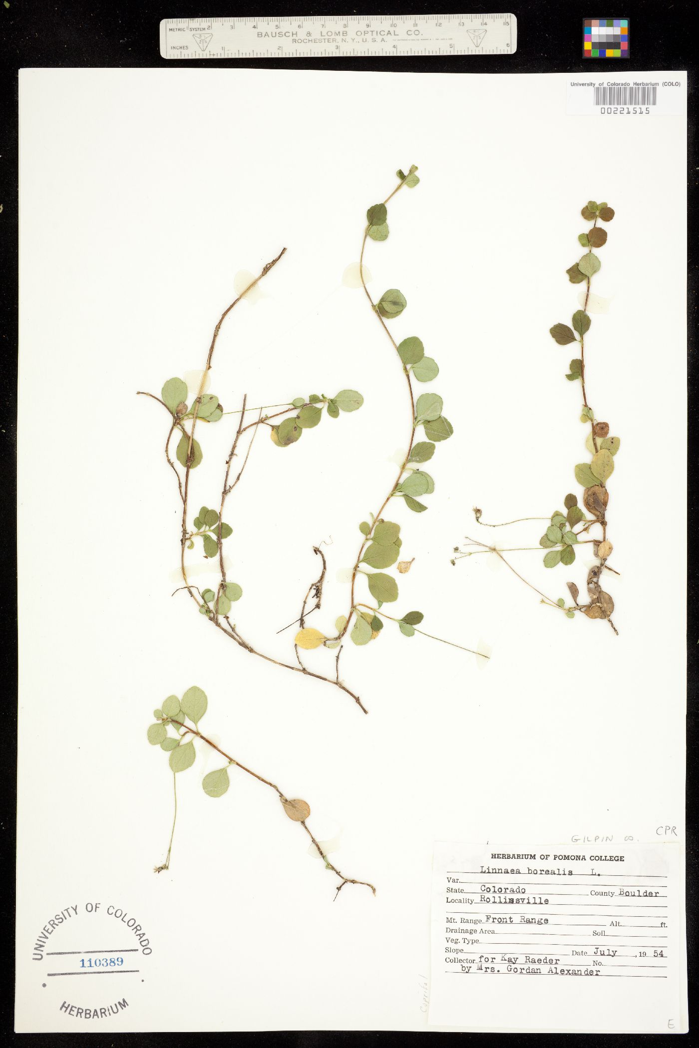 Linnaea borealis ssp. americana image