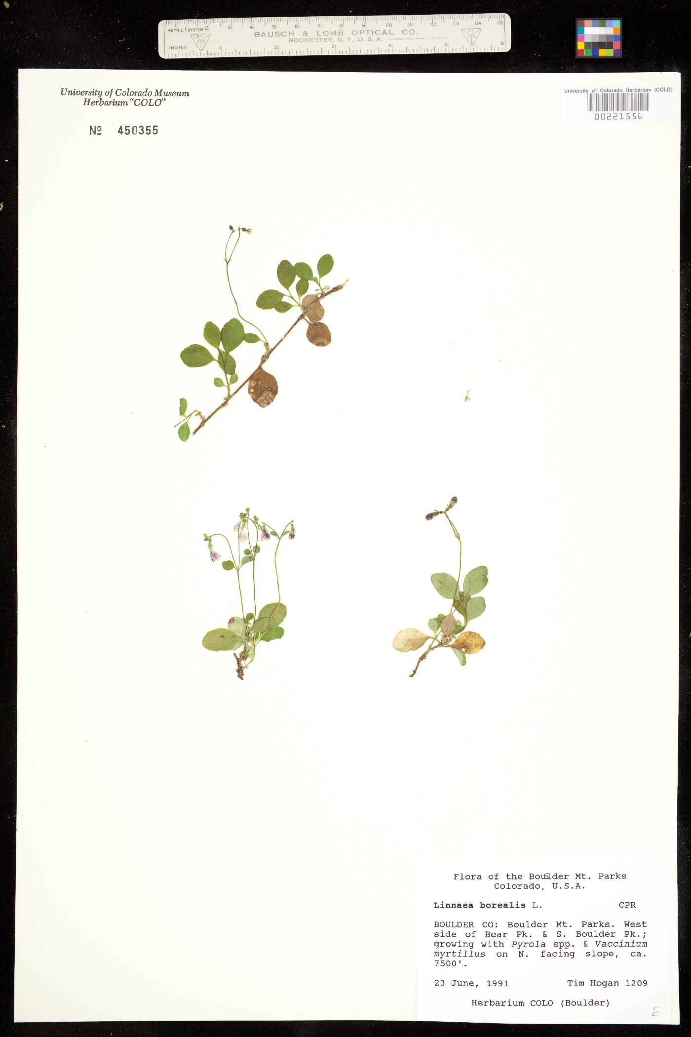 Linnaea borealis ssp. americana image