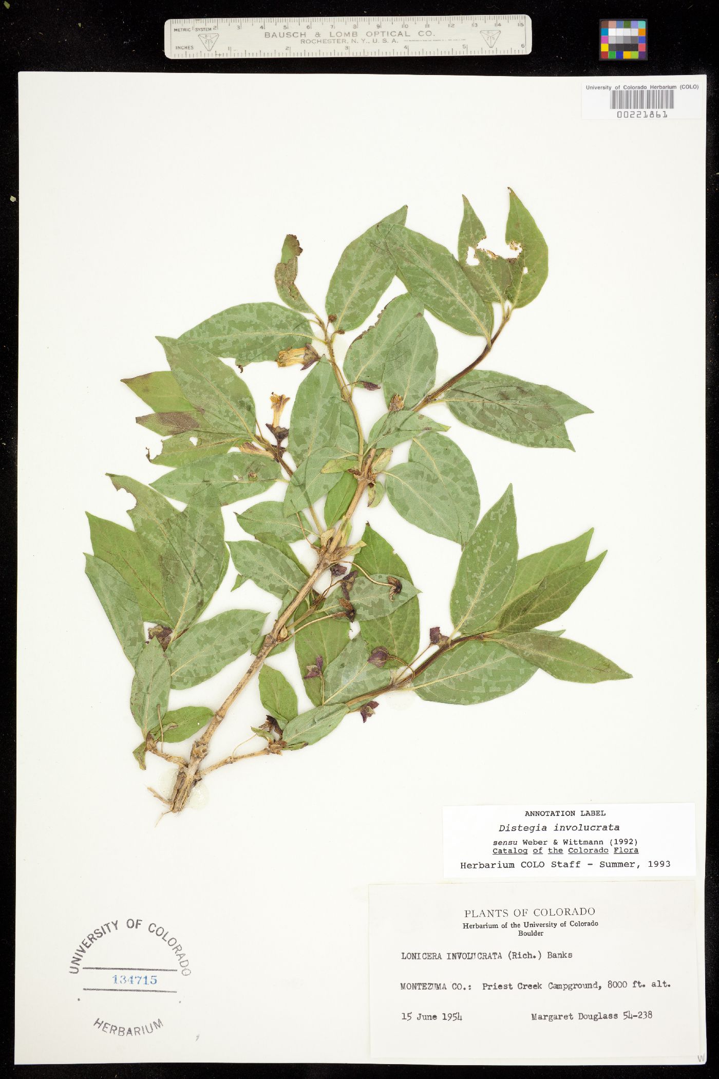 Lonicera involucrata var. involucrata image