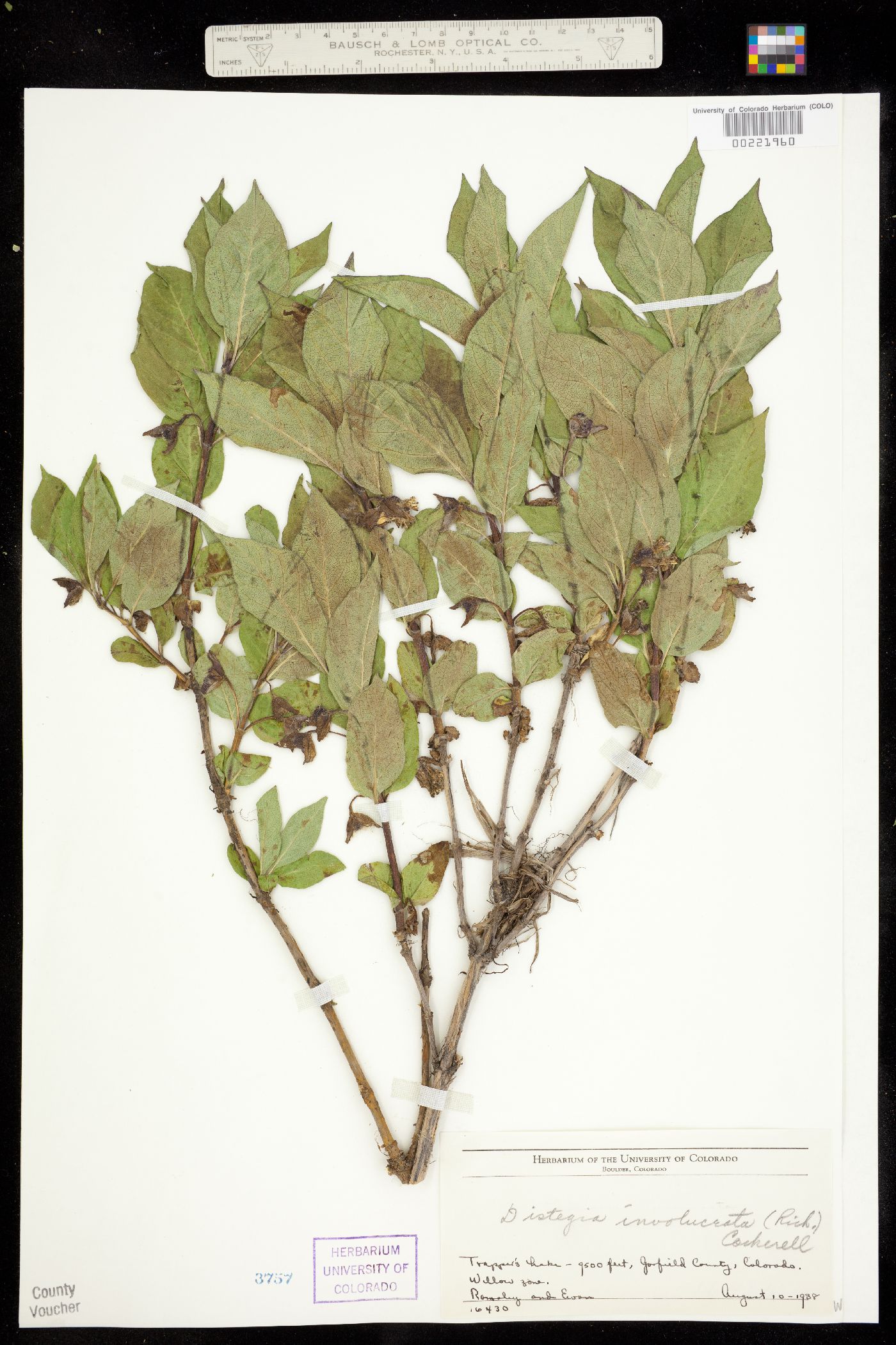 Caprifoliaceae image