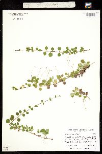 Linnaea borealis ssp. americana image