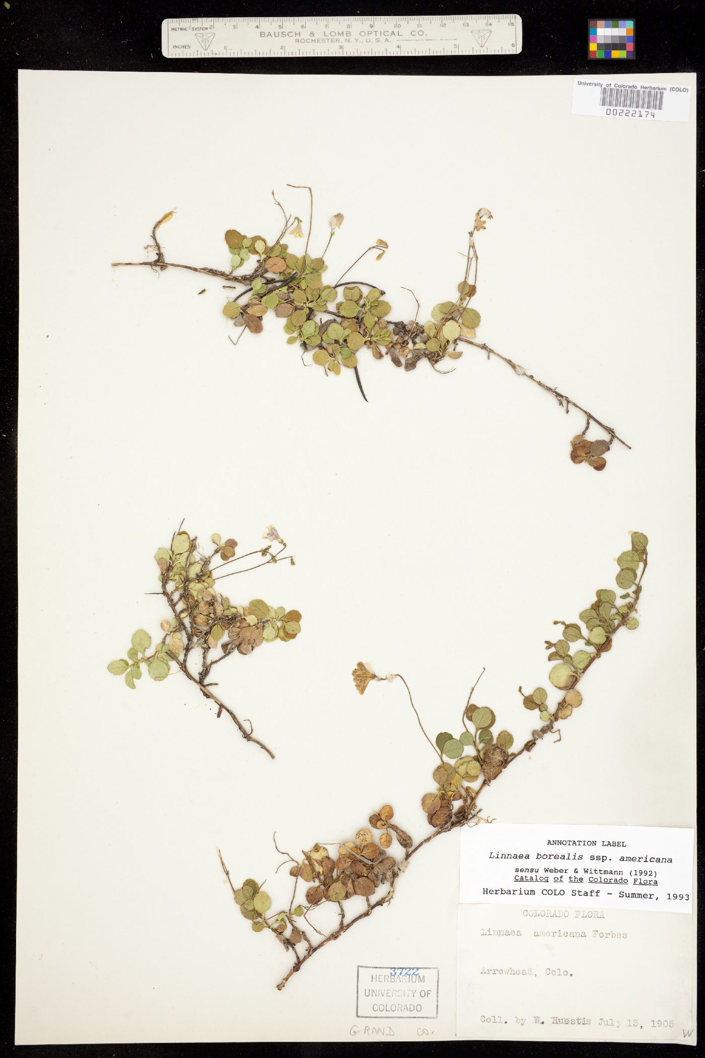 Linnaea borealis ssp. americana image