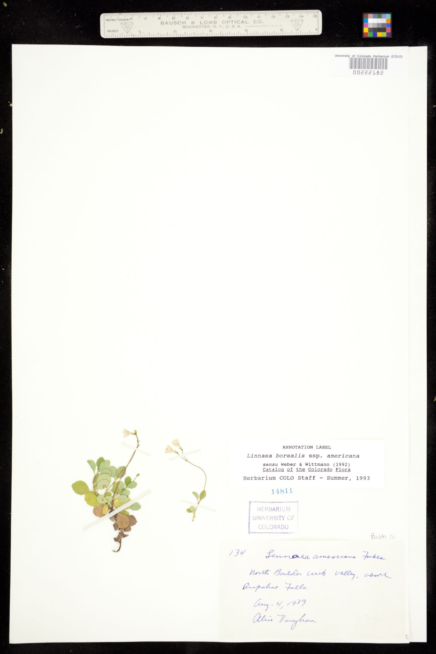 Linnaea borealis ssp. americana image