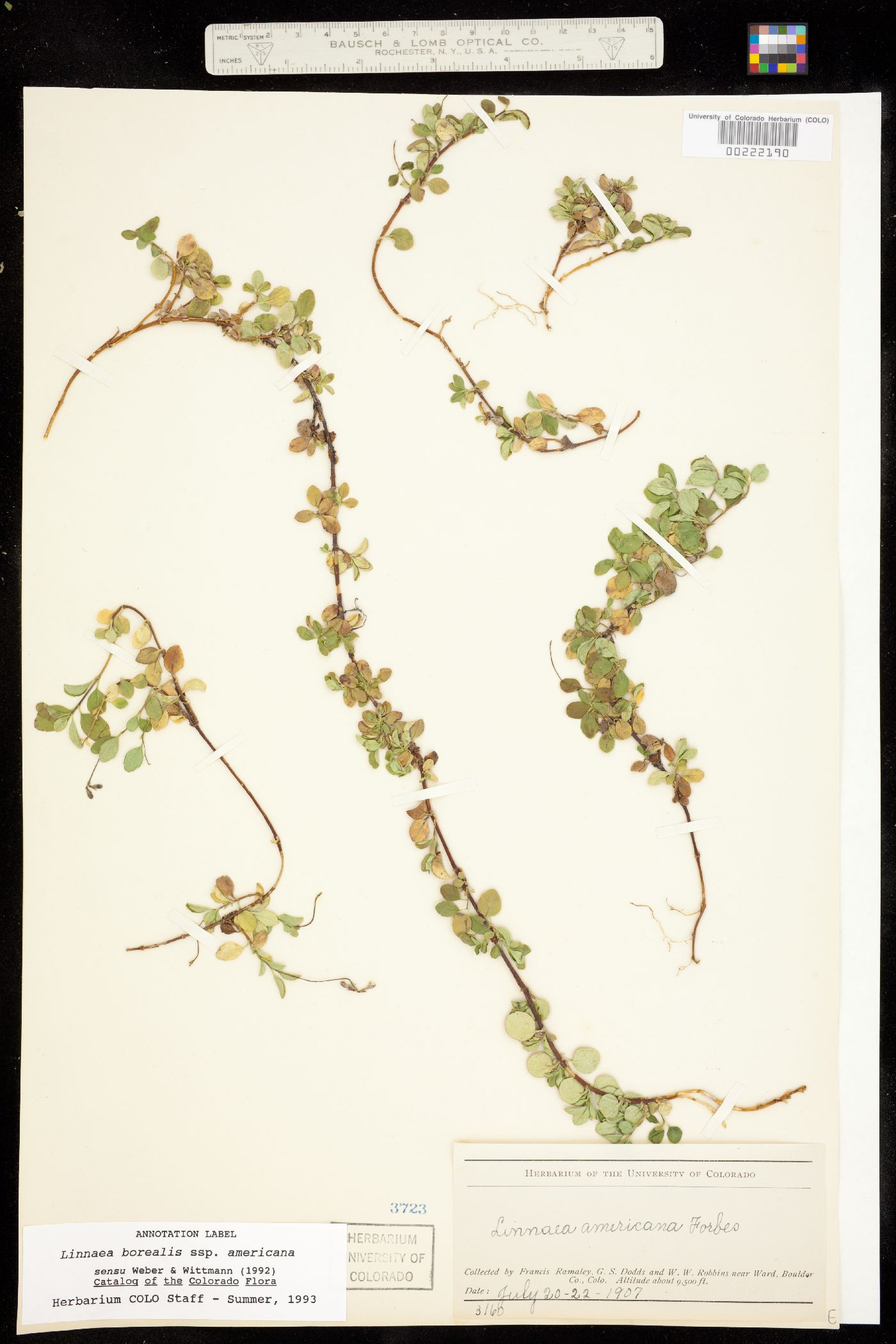 Linnaea borealis ssp. americana image