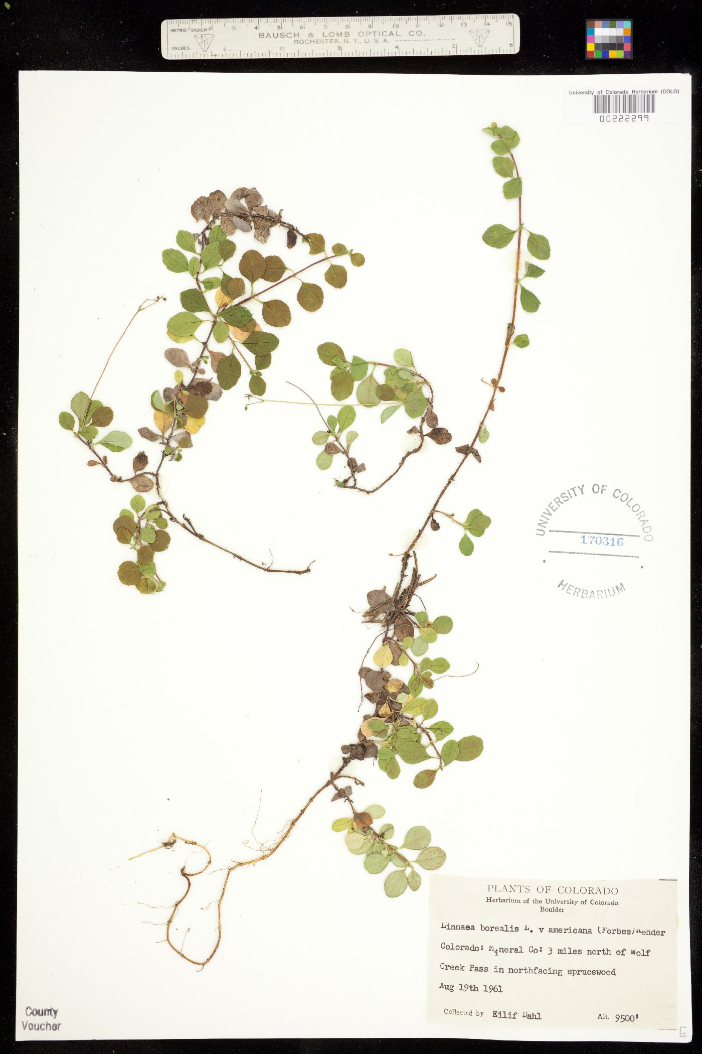 Linnaea borealis ssp. americana image