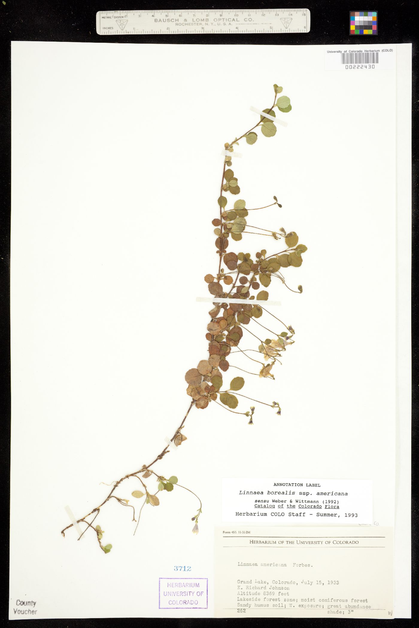 Linnaea borealis ssp. americana image