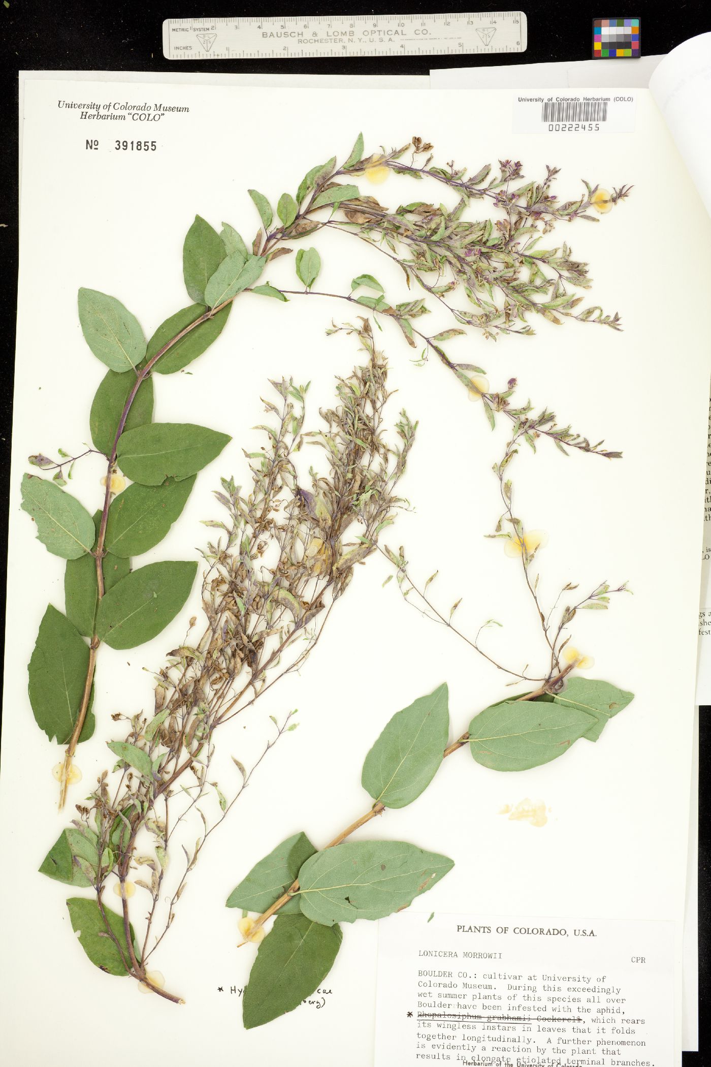 Lonicera morrowii image