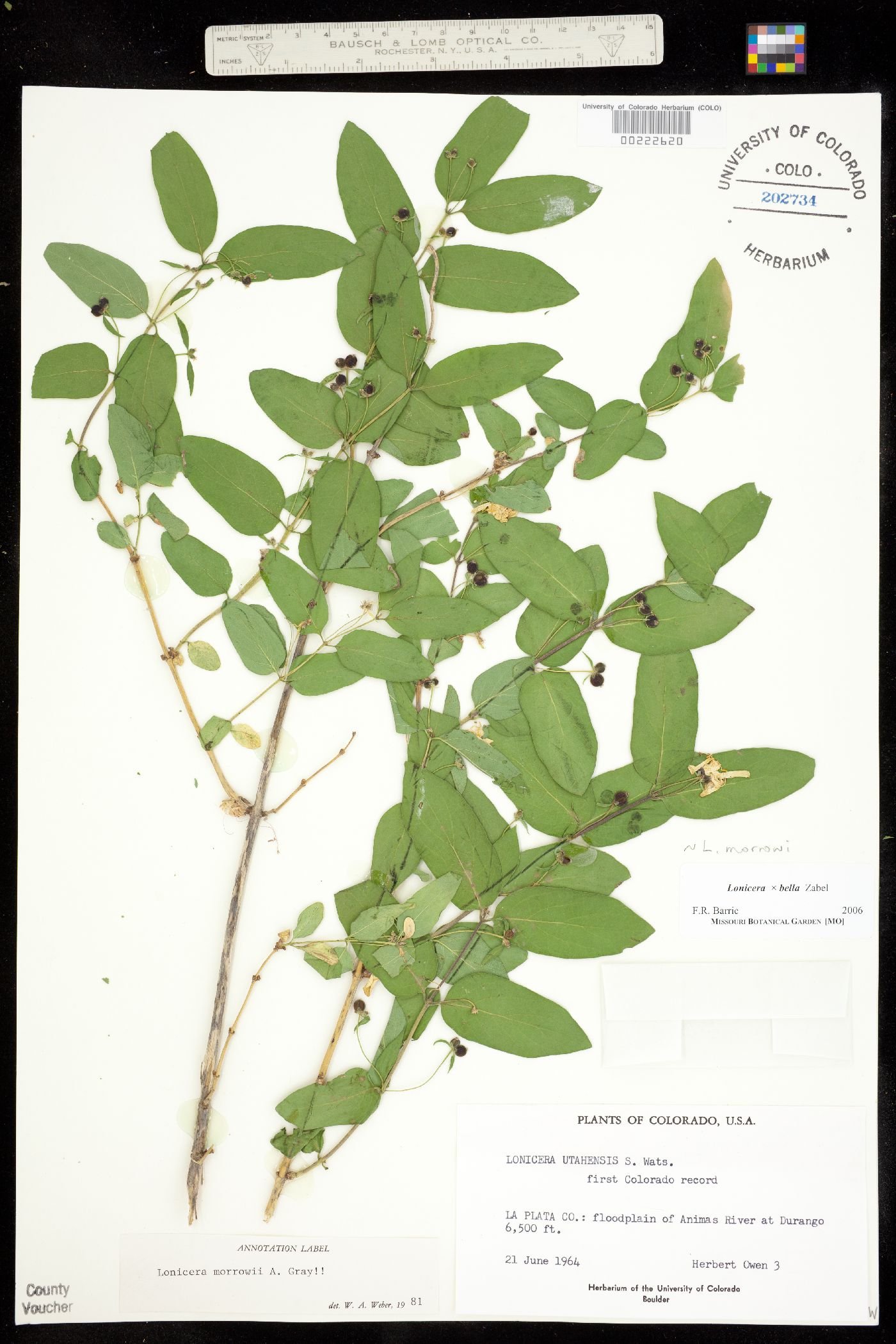 Lonicera morrowii image