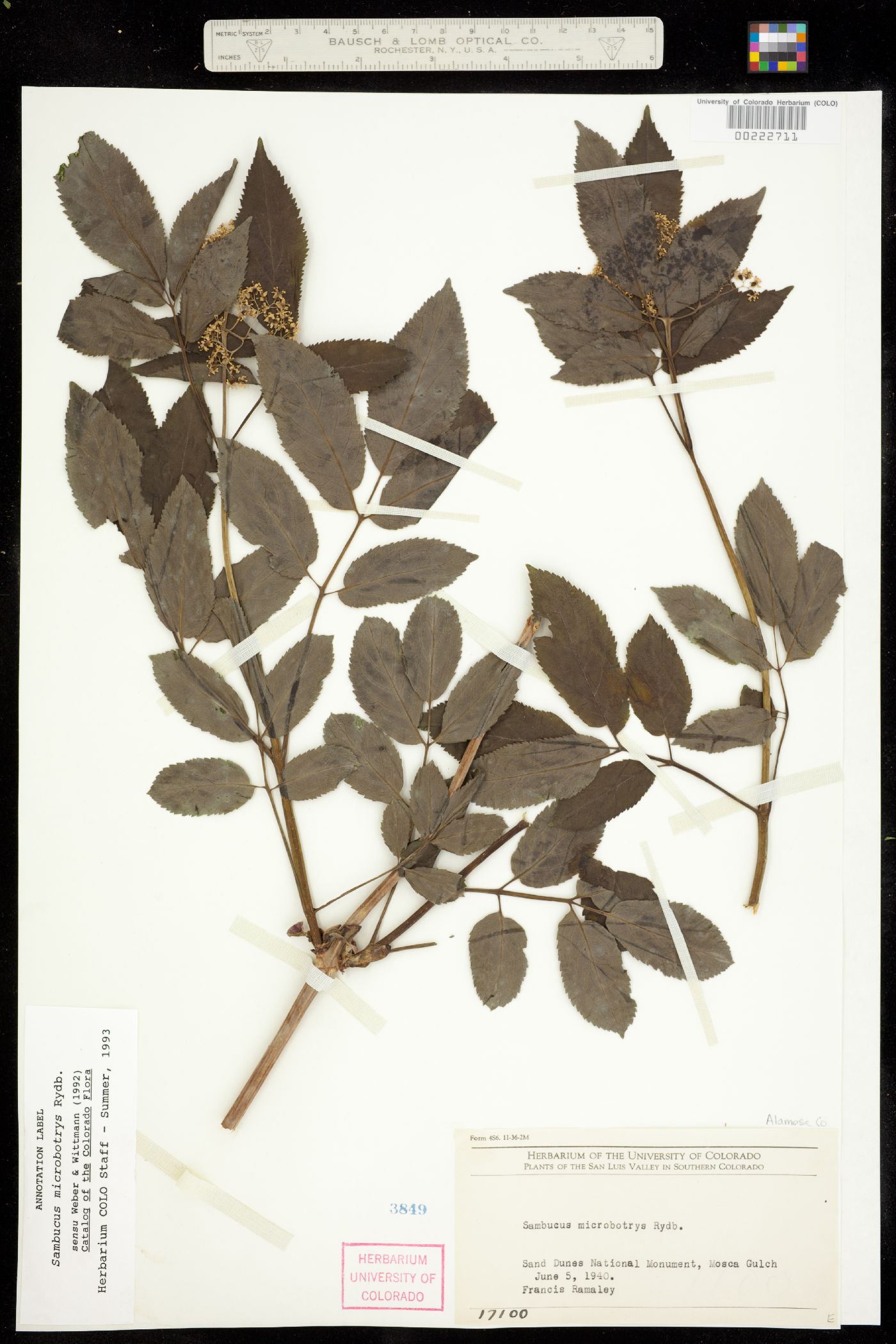 Sambucus racemosa image