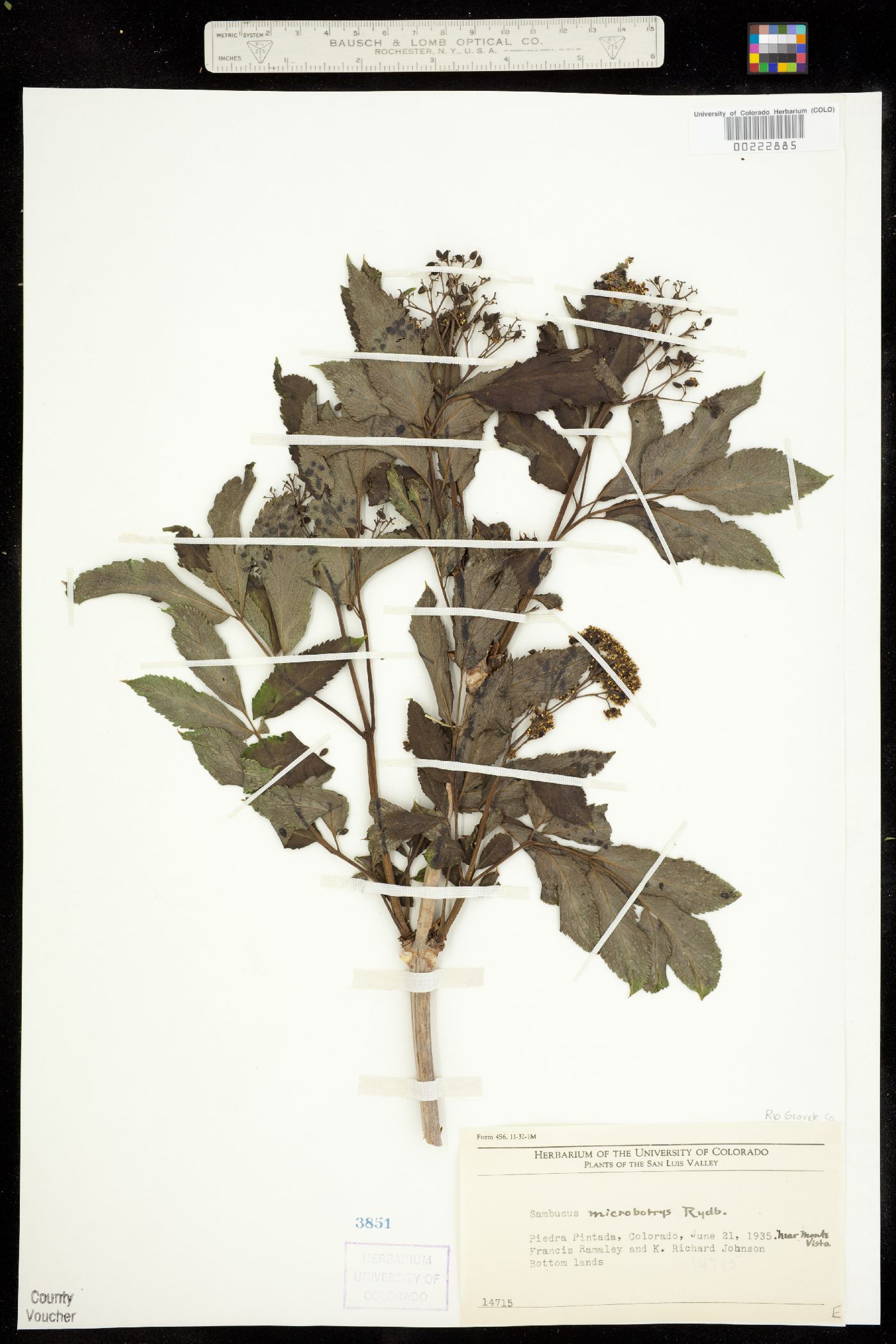 Sambucus racemosa var. microbotrys image