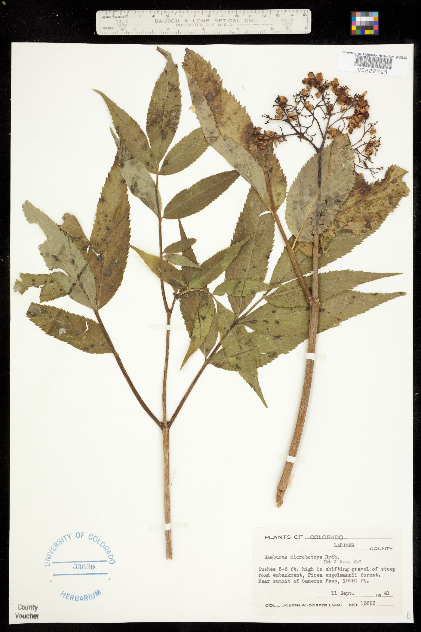 Sambucus racemosa var. microbotrys image