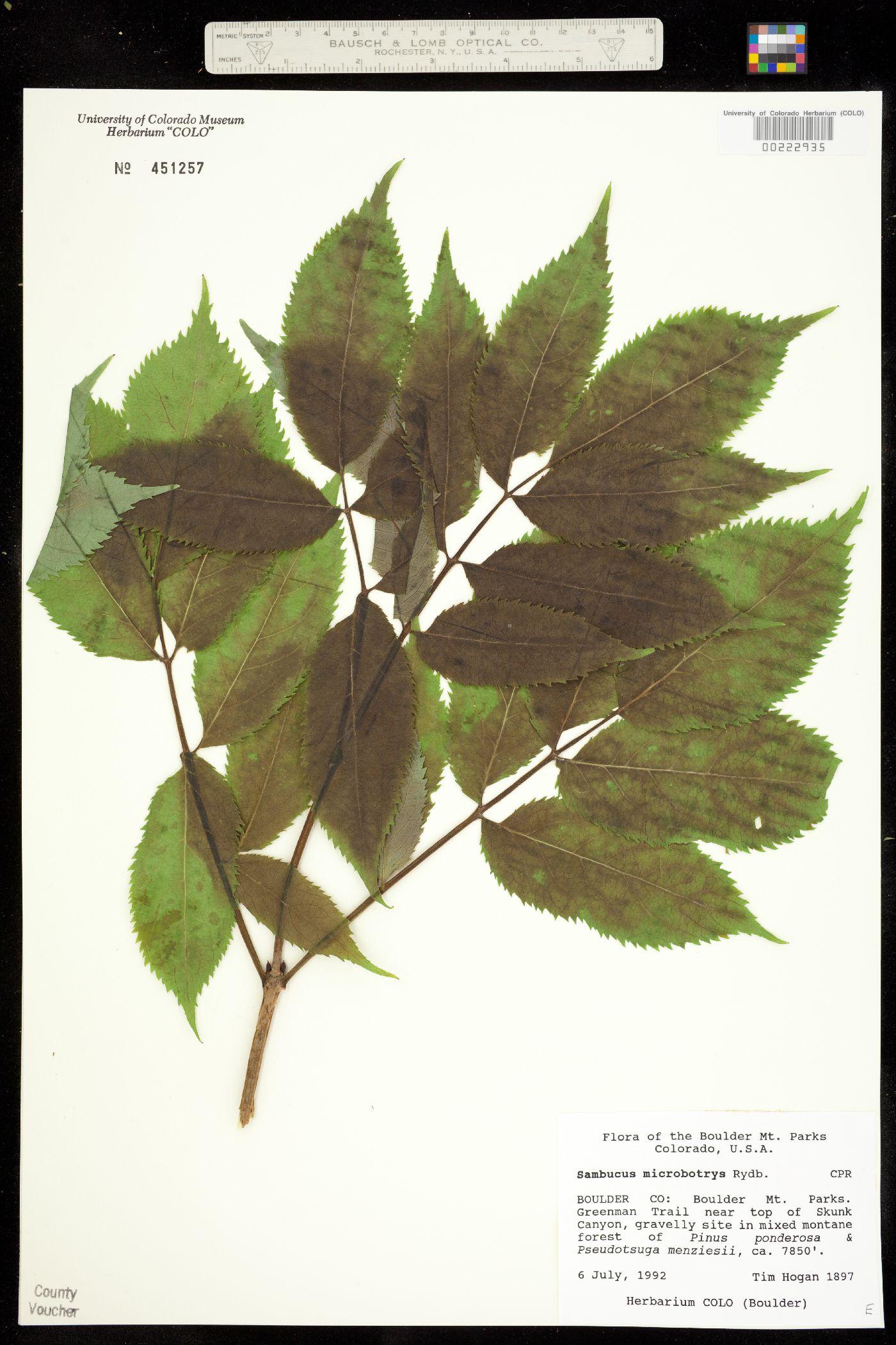 Sambucus racemosa ssp. pubens image