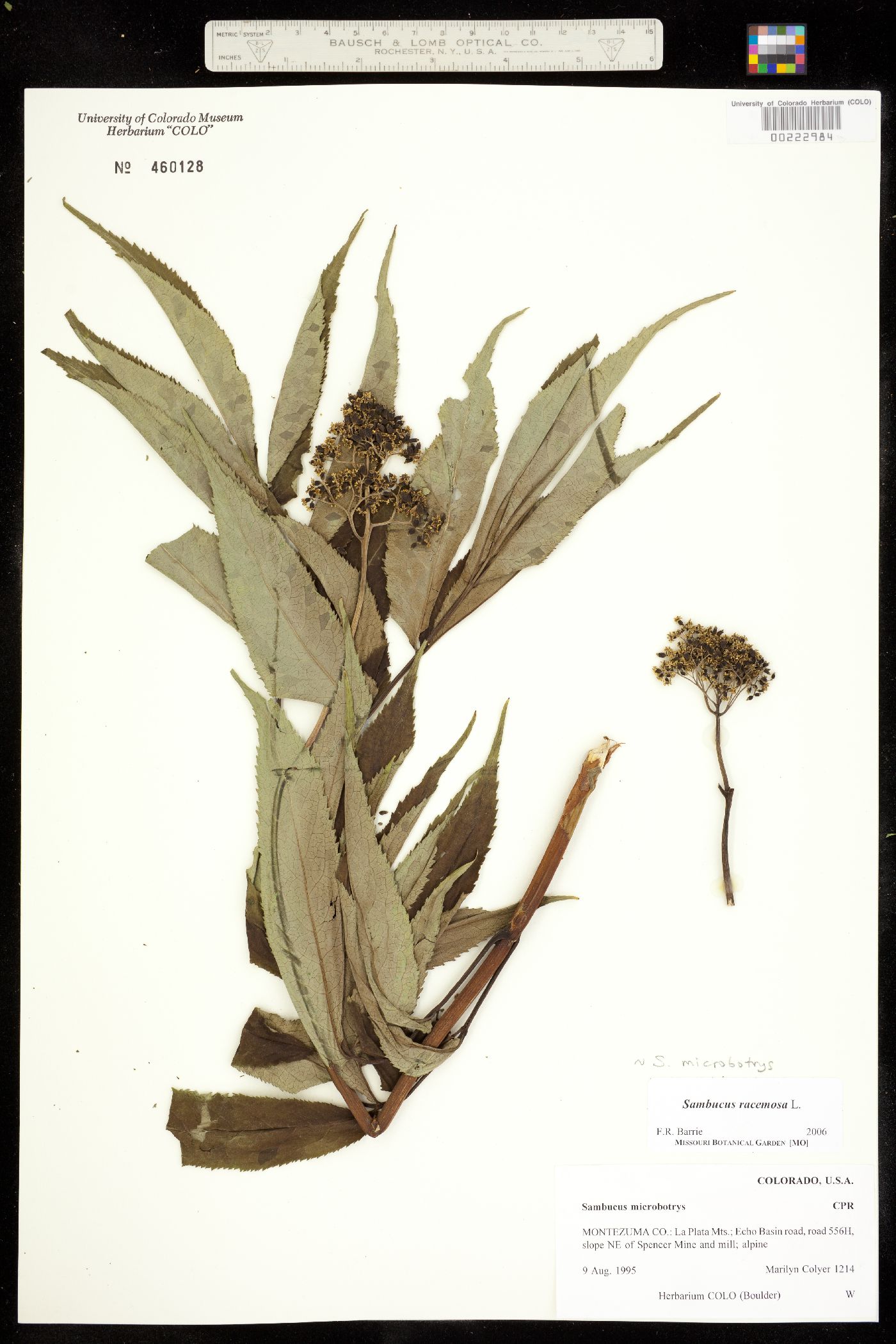 Sambucus racemosa ssp. pubens image