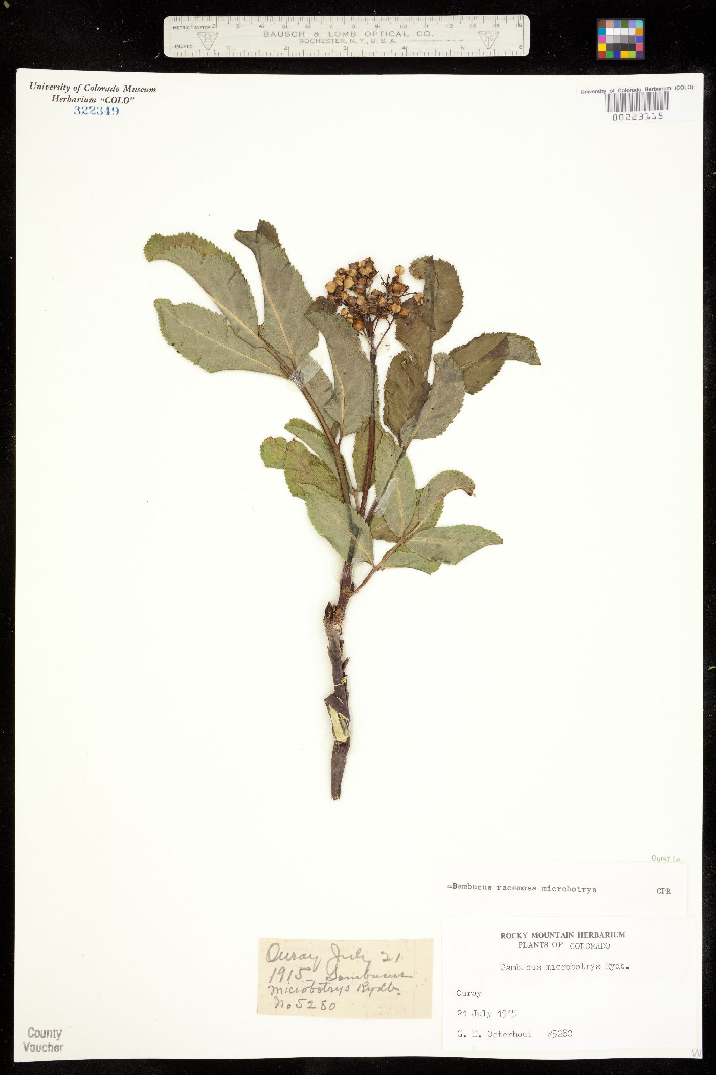 Sambucus racemosa var. microbotrys image