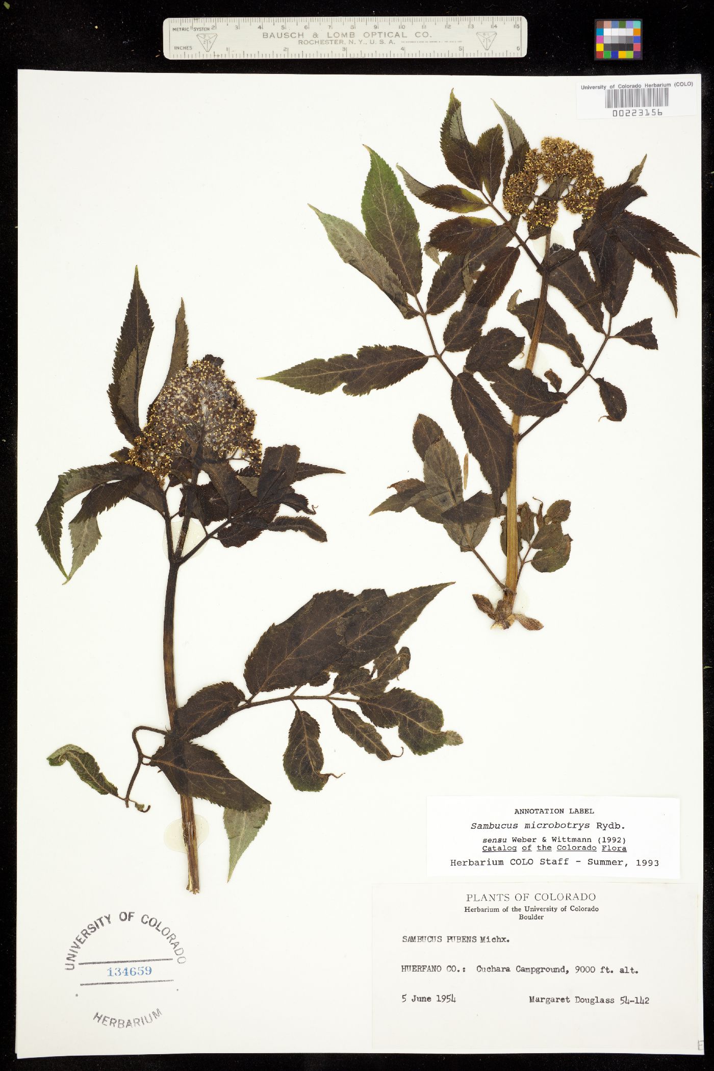 Sambucus racemosa image