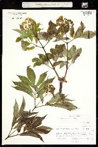 Sambucus racemosa ssp. pubens image