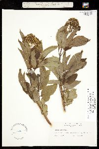 Sambucus racemosa var. microbotrys image