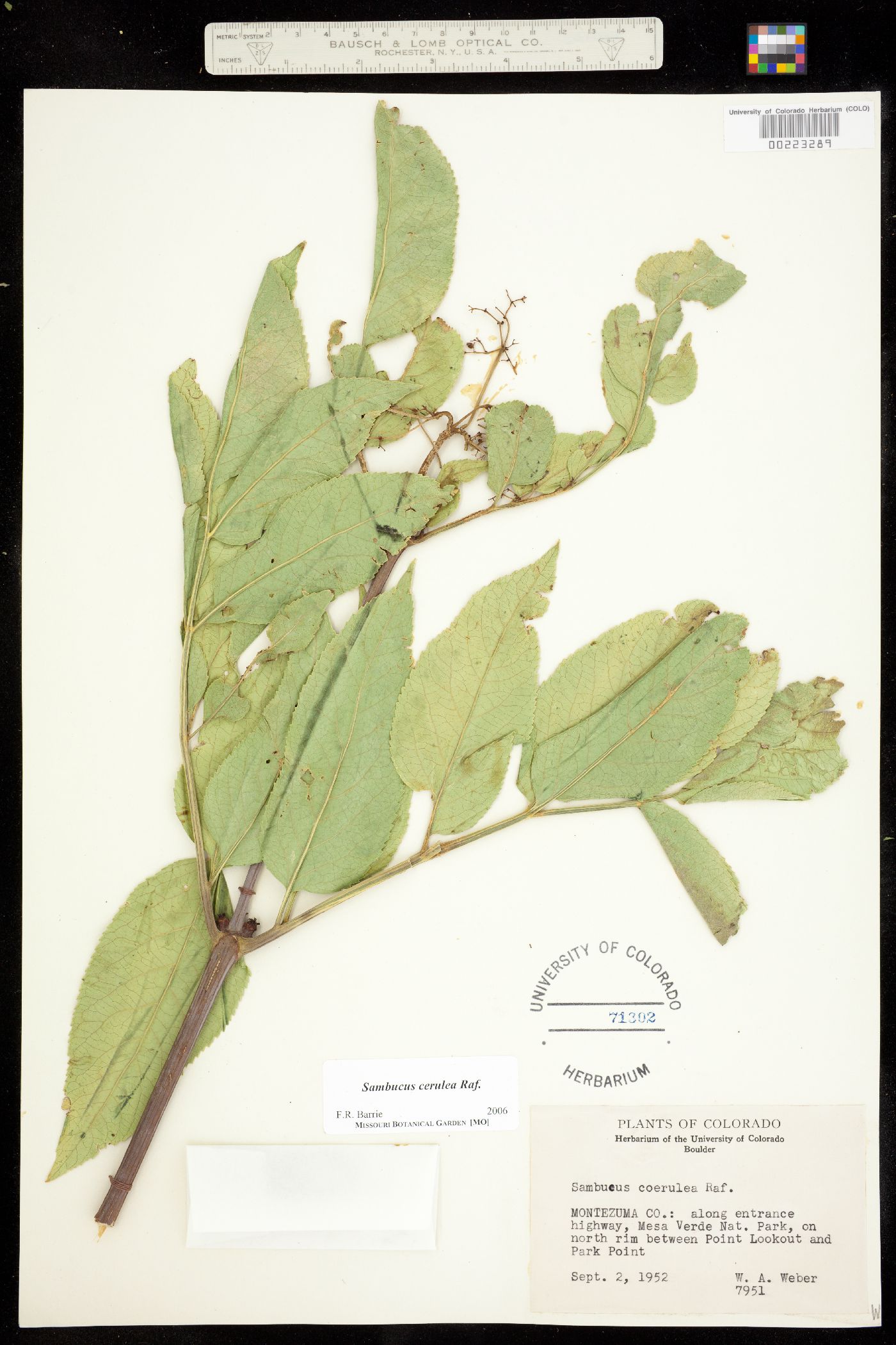 Sambucus image