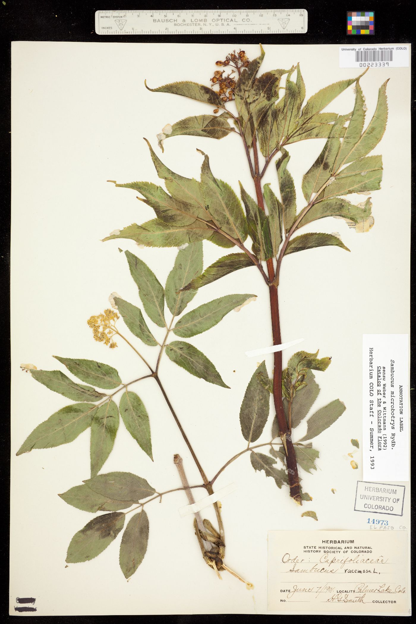 Sambucus racemosa image