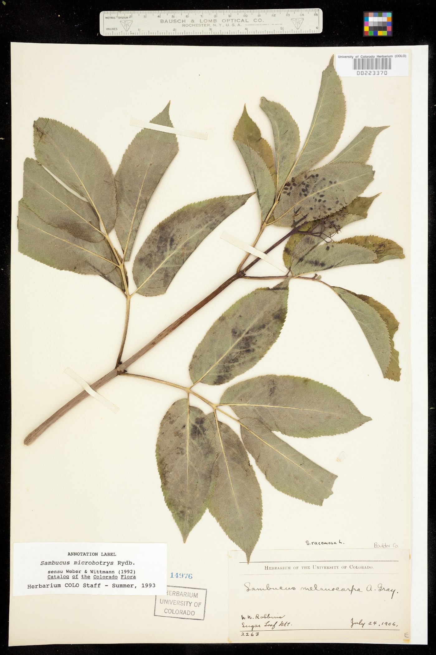 Sambucus racemosa ssp. pubens image