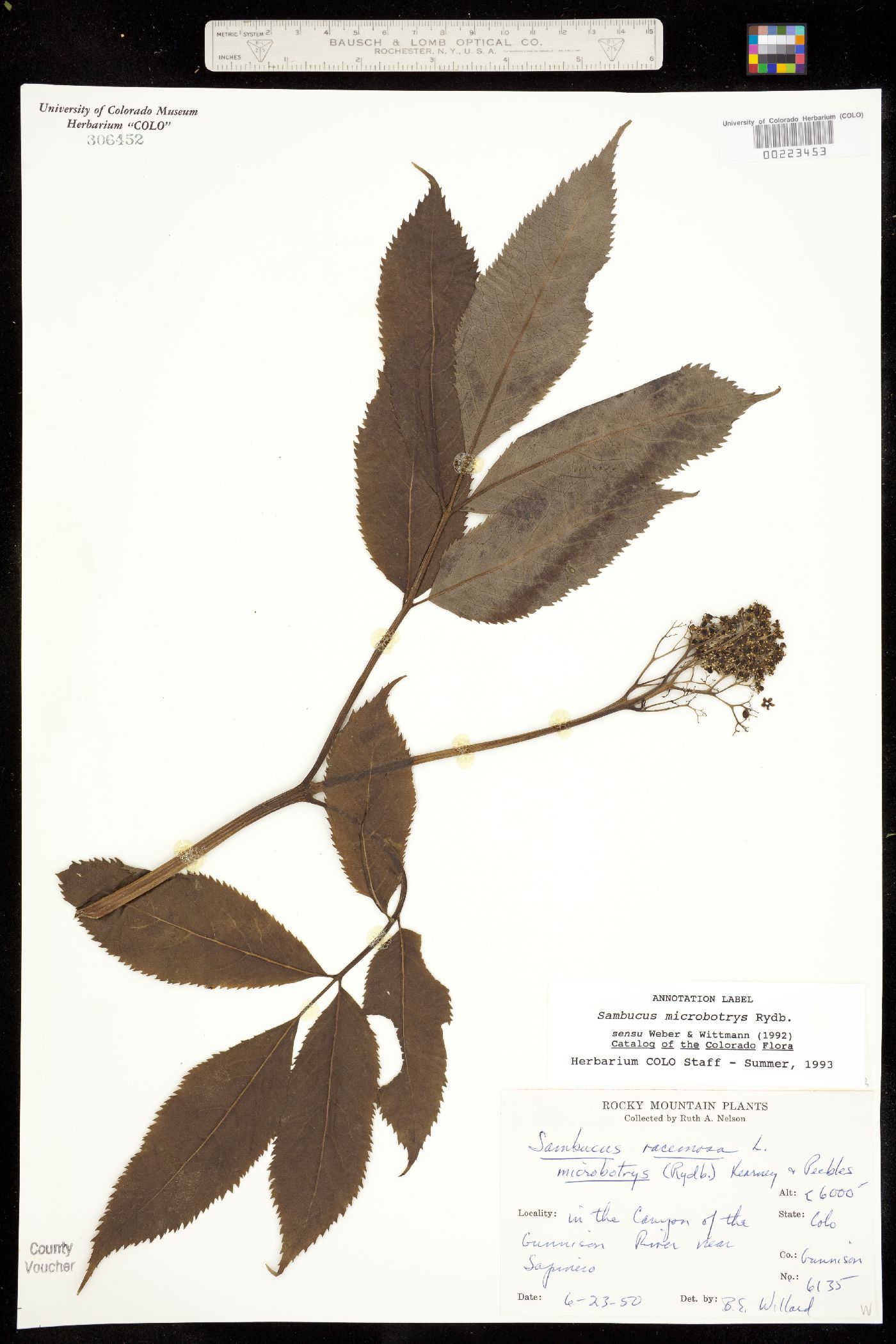 Sambucus racemosa var. microbotrys image