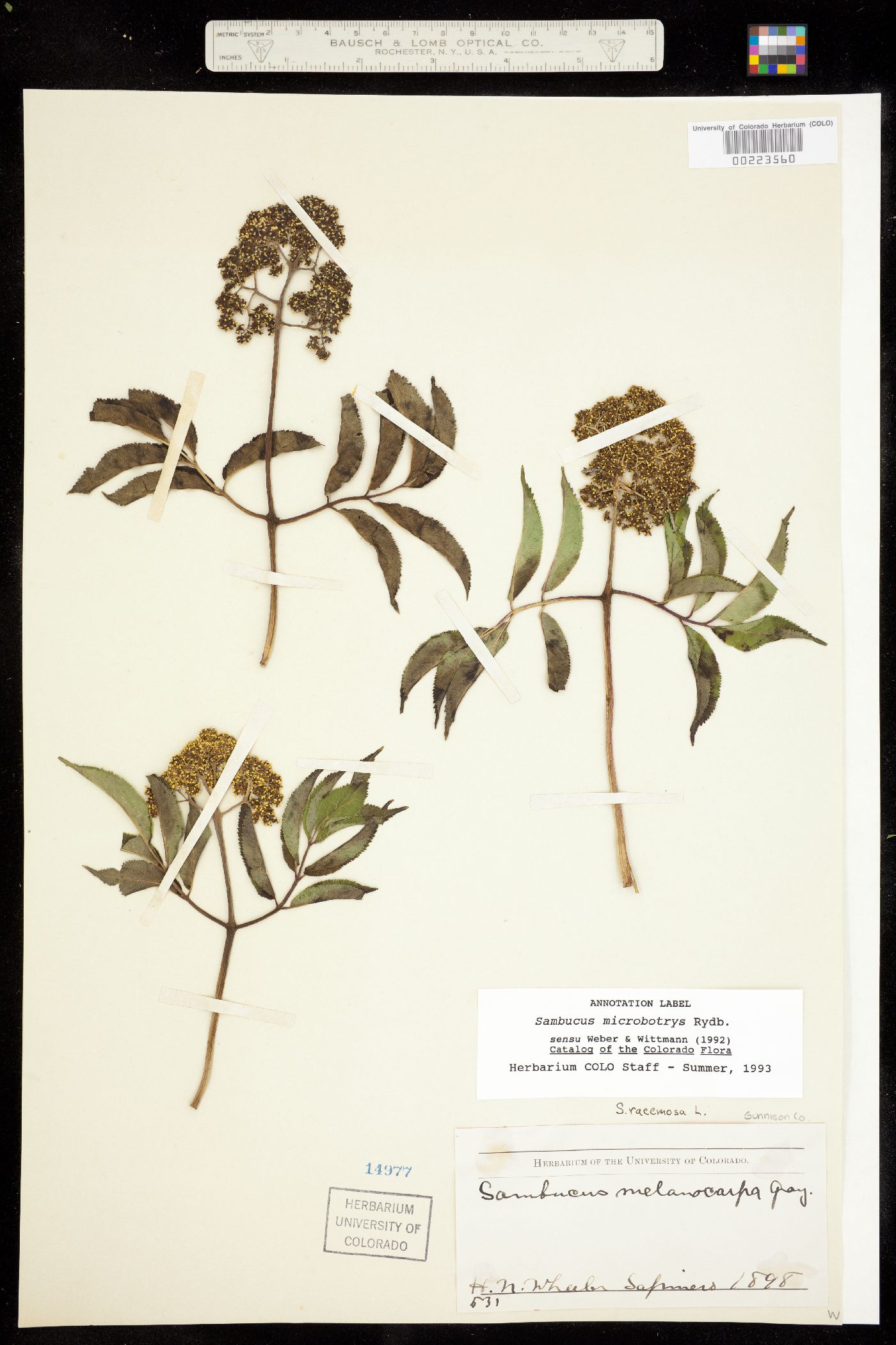 Caprifoliaceae image