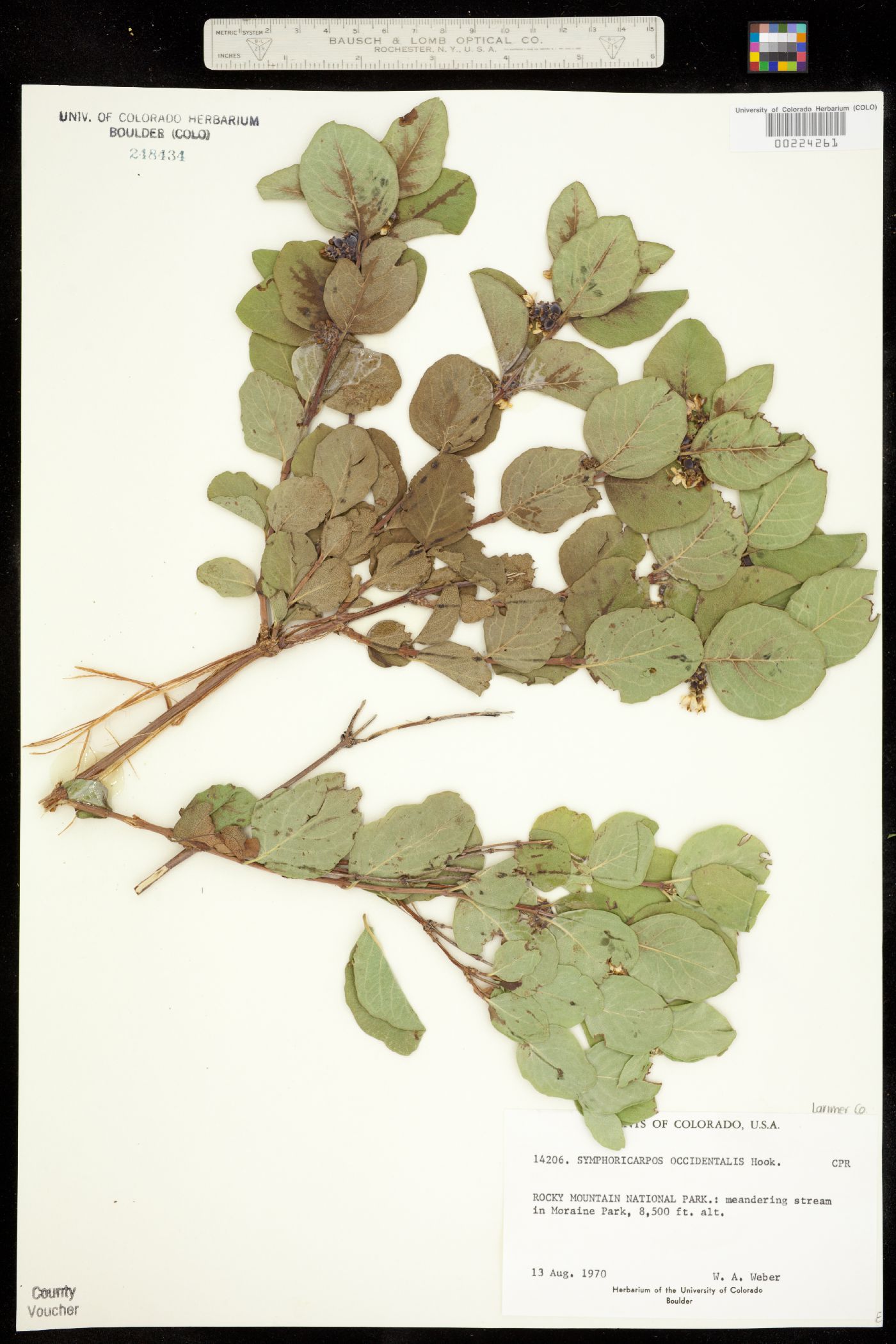 Symphoricarpos occidentalis image