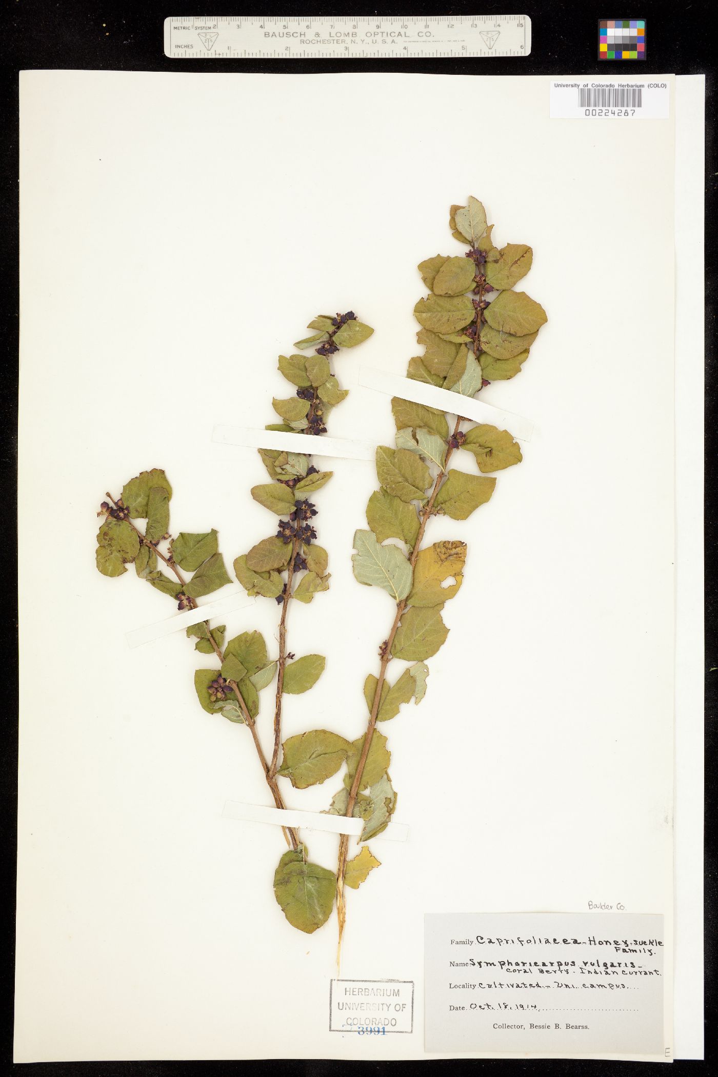 Symphoricarpos orbiculatus image